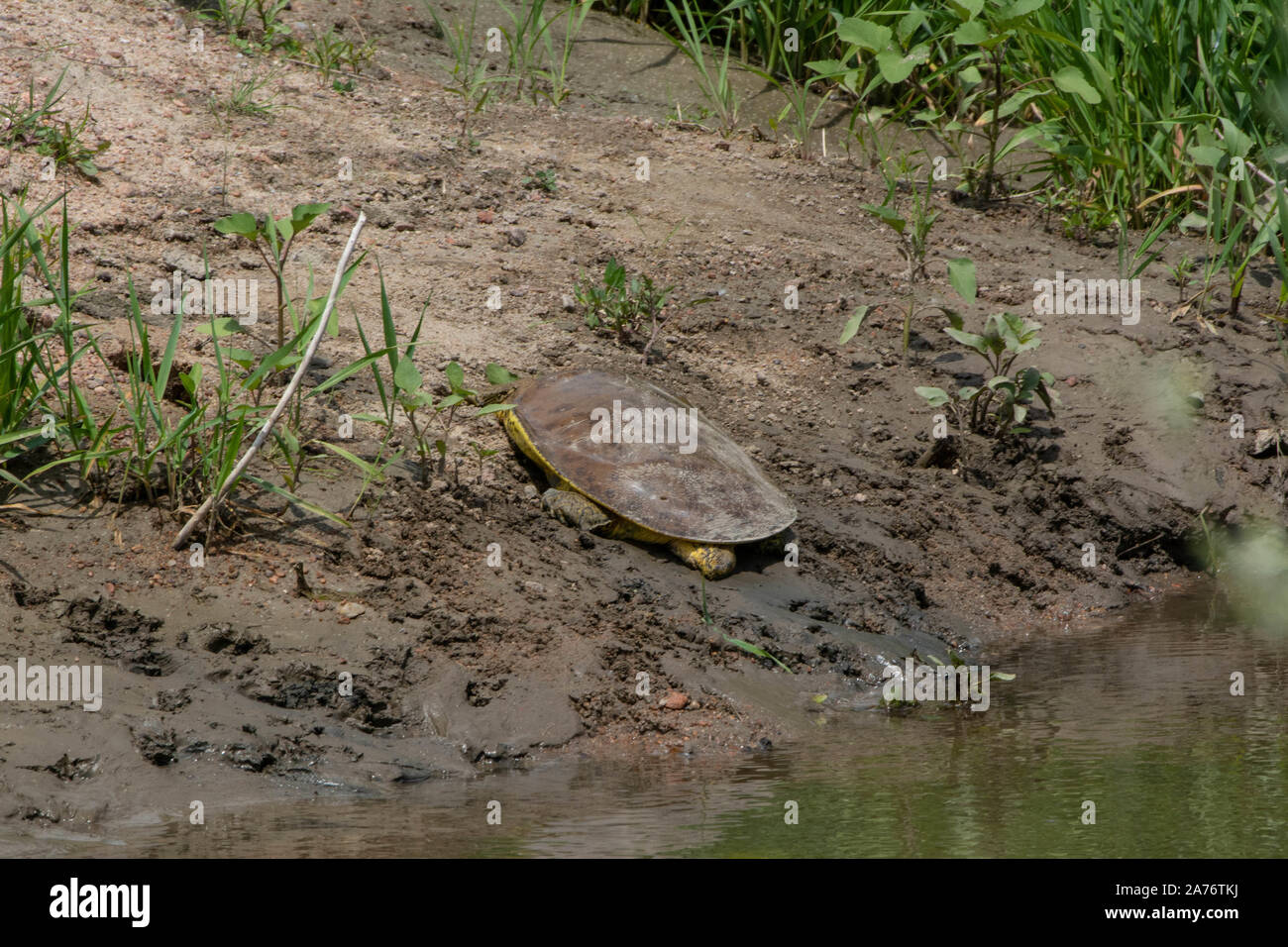 Softshell Eastern Eastern Spiny Softshell (Apalone s. spinifera) from Morgan County ...