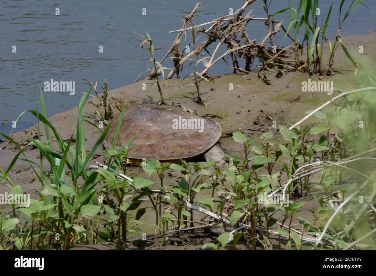 Softshell Eastern Eastern Spiny Softshell (Apalone s. spinifera) from Morgan County ...