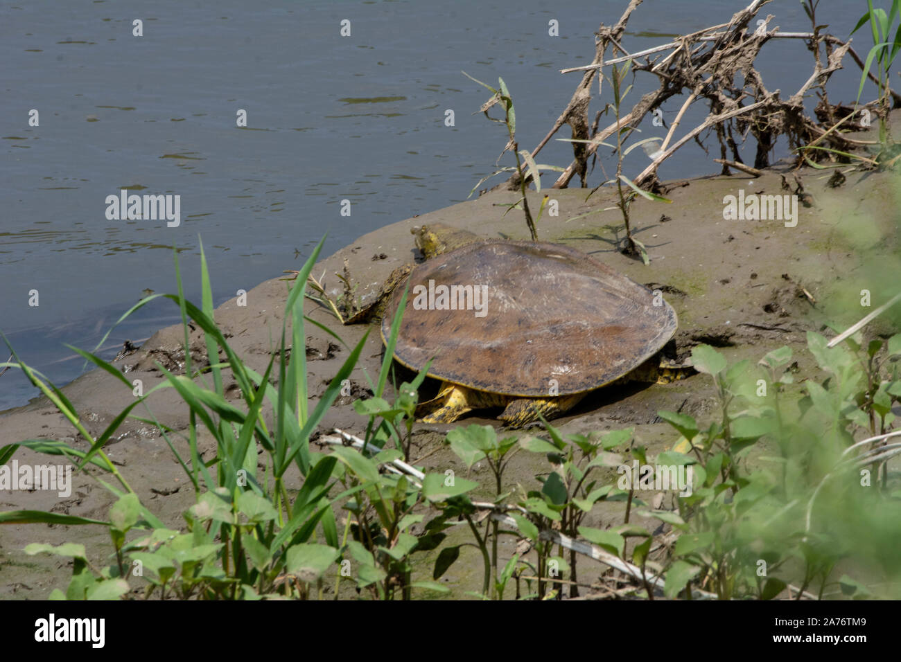 Softshell Eastern Eastern Spiny Softshell (Apalone s. spinifera) from Morgan County ...