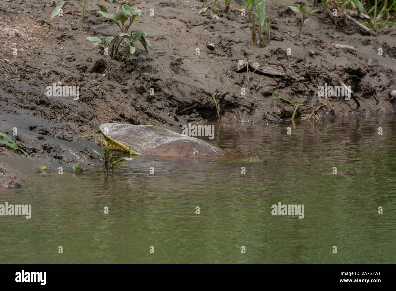 Softshell Eastern Eastern Spiny Softshell (Apalone s. spinifera) from Morgan County ...