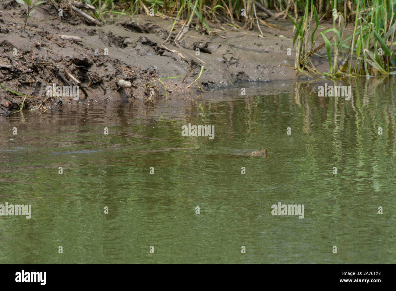 Softshell Eastern Eastern Spiny Softshell (Apalone s. spinifera) from Morgan County ...