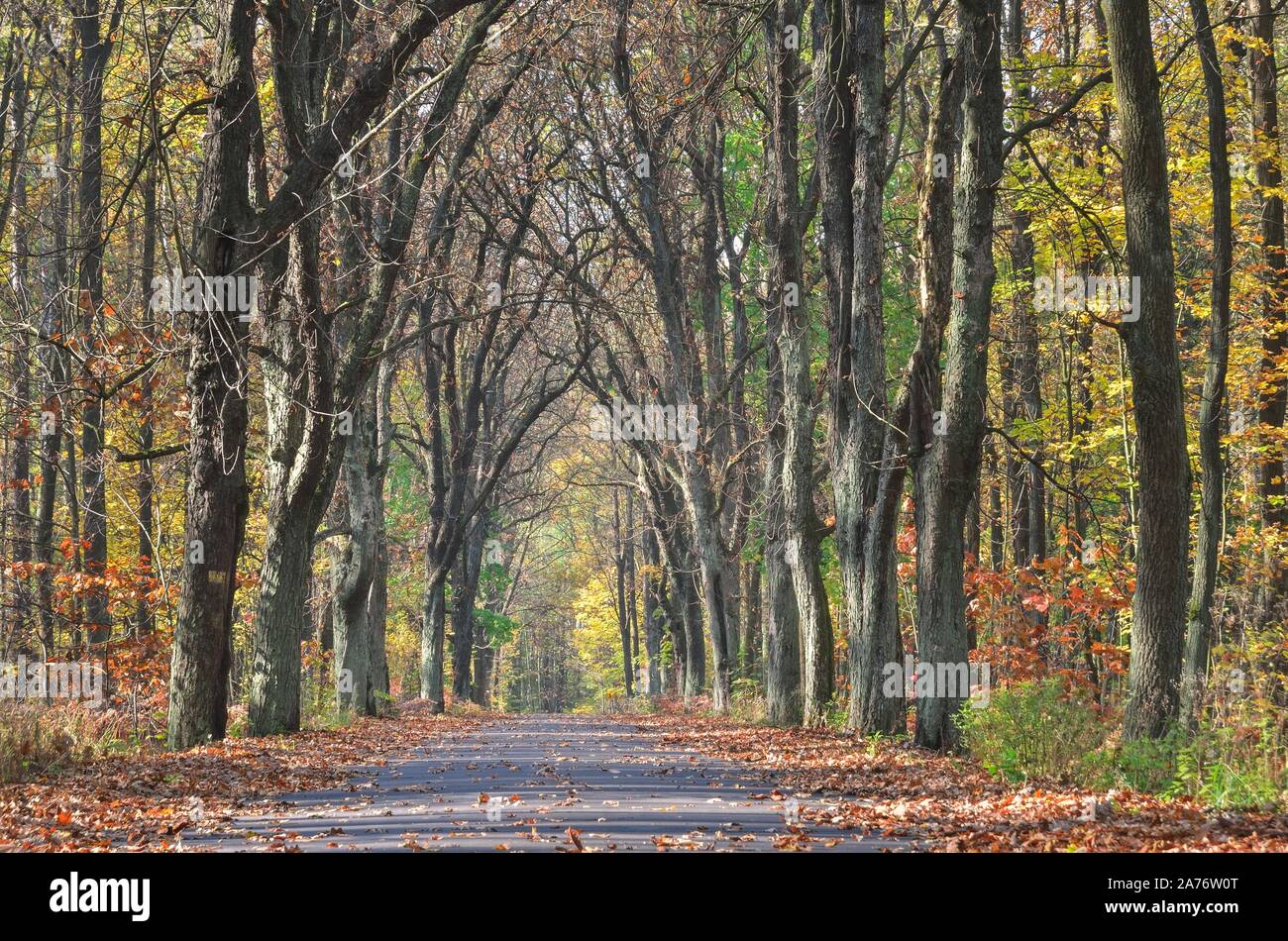 Beautiful autumn landscape. Asphalt road in the forest among colorful trees. Stock Photo