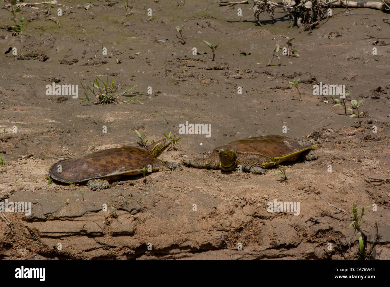 Softshell Eastern Eastern Spiny Softshell (Apalone s. spinifera) from Morgan County ...