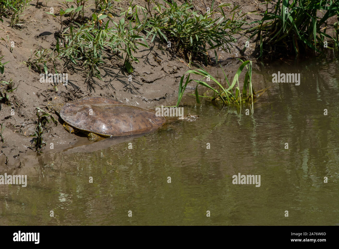Softshell Eastern Eastern Spiny Softshell (Apalone s. spinifera) from Morgan County ...