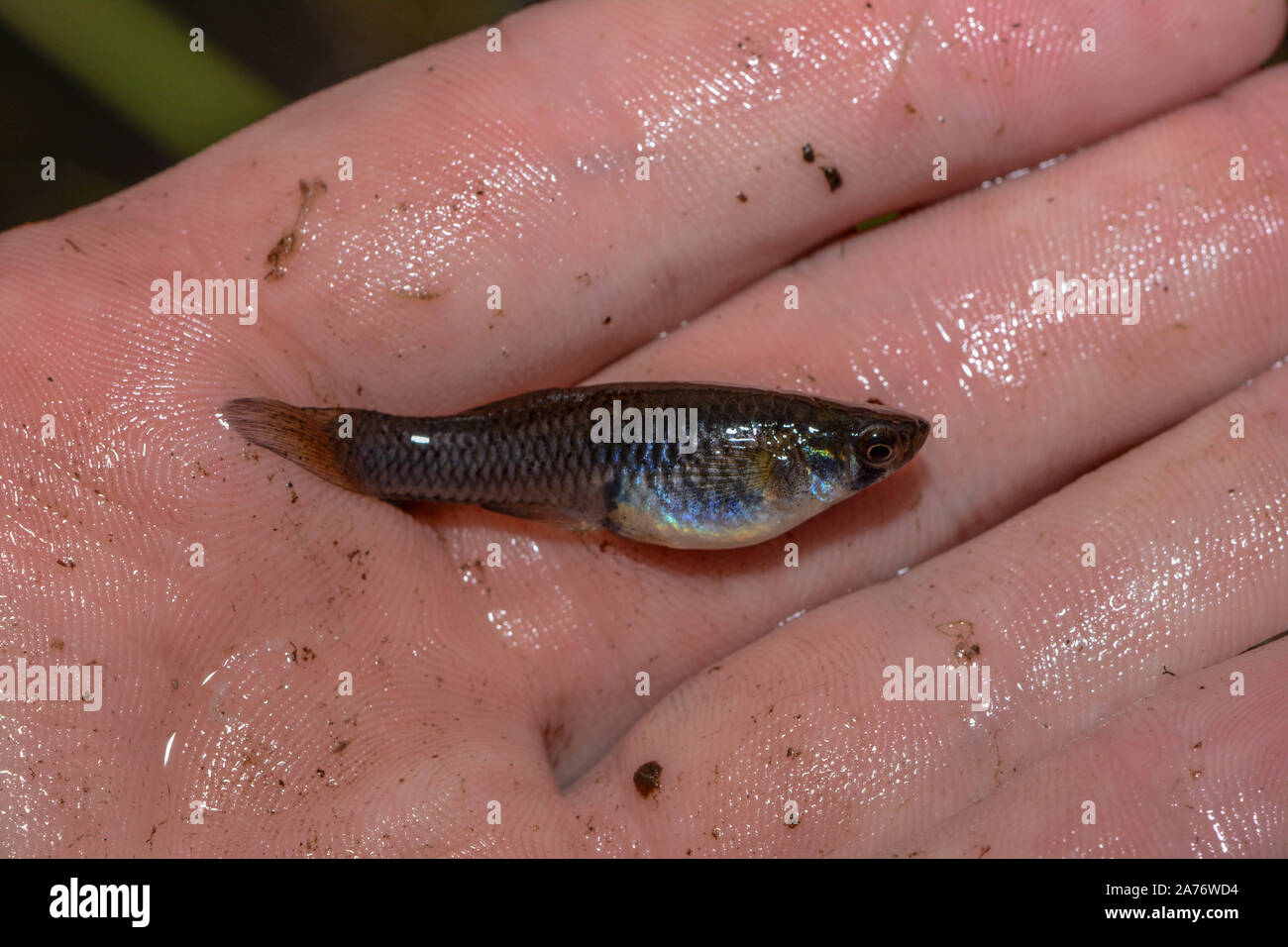 Western Mosquitofish (Gambusia affinis) from Boulder County, Colorado, USA. Stock Photo