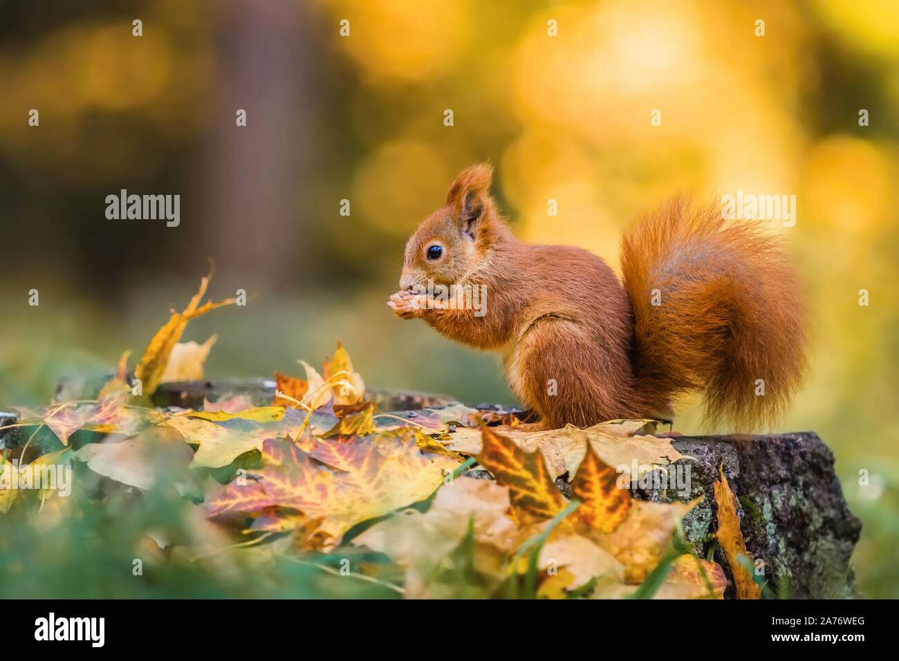Cute red squirrel with fluffy tail sitting on a tree stump covered with colorful leaves feeding on seeds. Sunny autumn day in a deep forest. Blurry ye Stock Photo