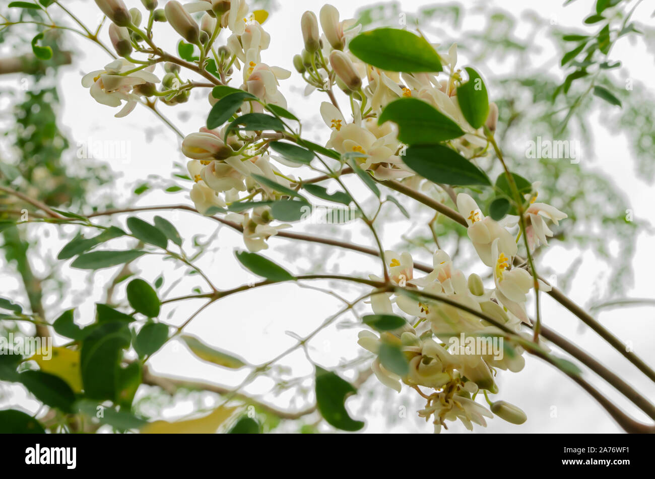 Branches Of Moringa Oleifera Blossoms Stock Photo