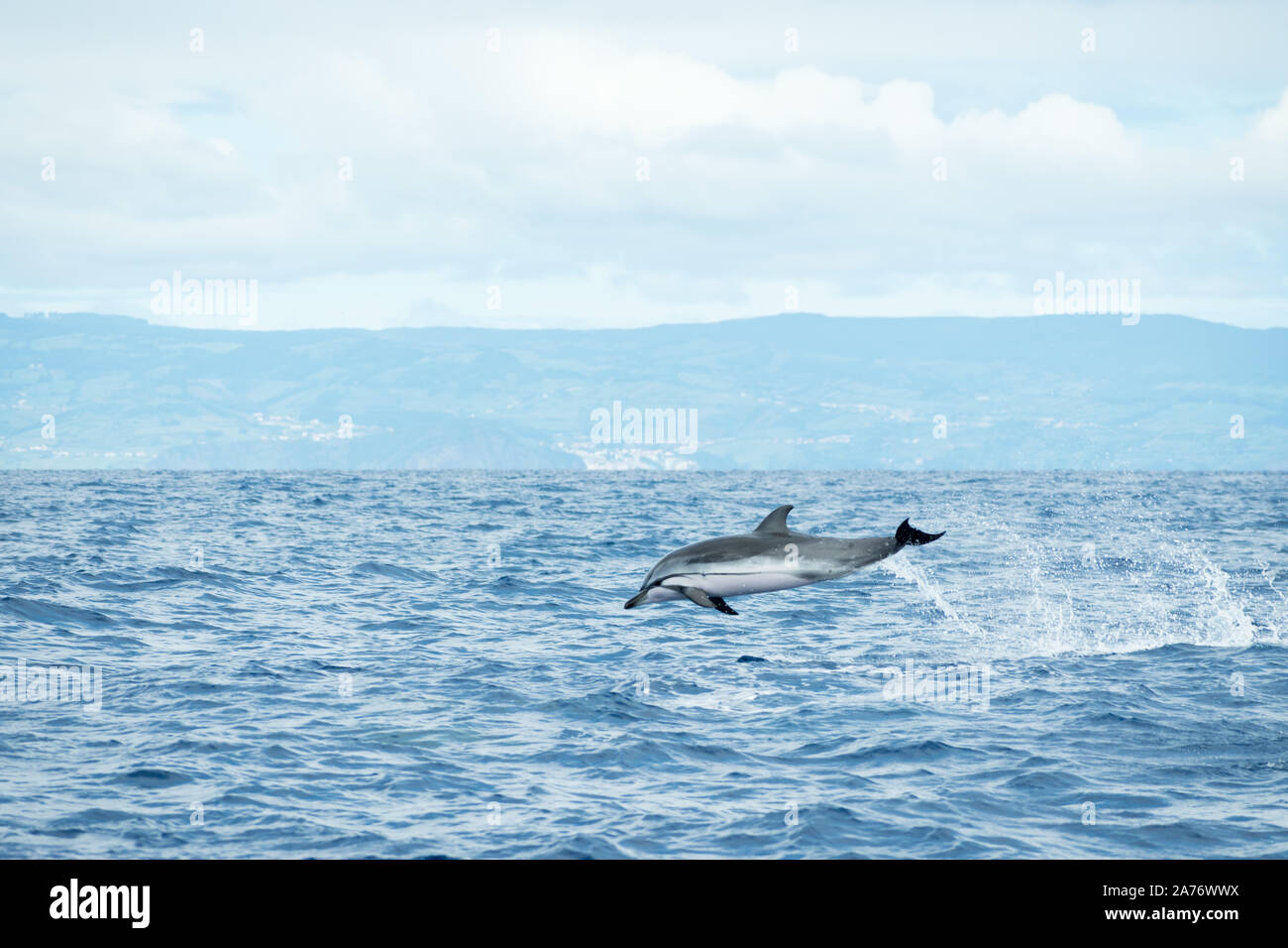 A Striped Dolphin (Stenella coeruleoalba) leaps out of the water in the Atlantic Ocean off the coast of Pico Island in the Azores archipelago. Stock Photo