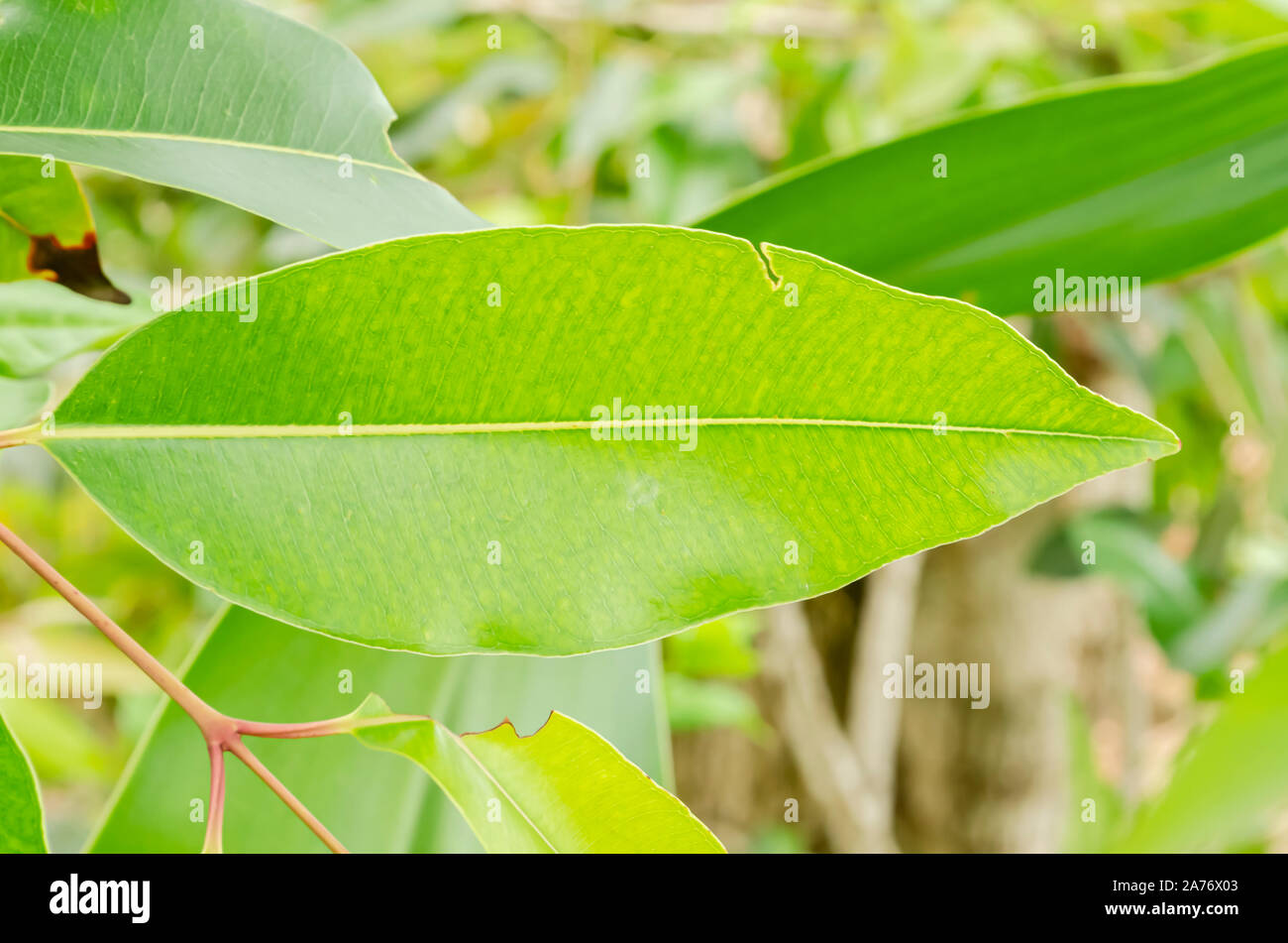 Java Plum Leaf Stock Photo