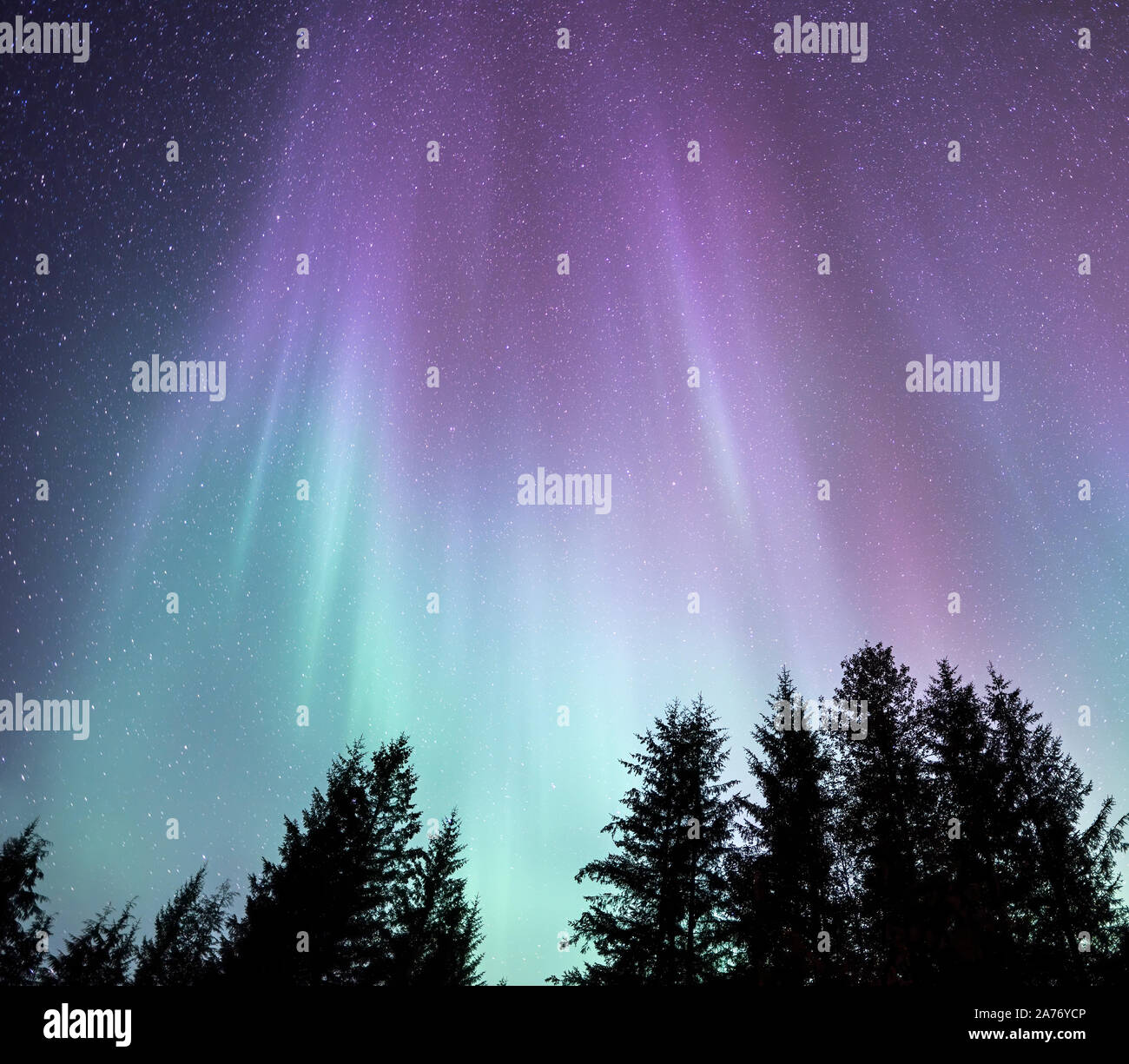 Beautiful Northern Lights Aurora Borealis With Purple And Green Streamers Over The Northern Woods Stock Photo Alamy