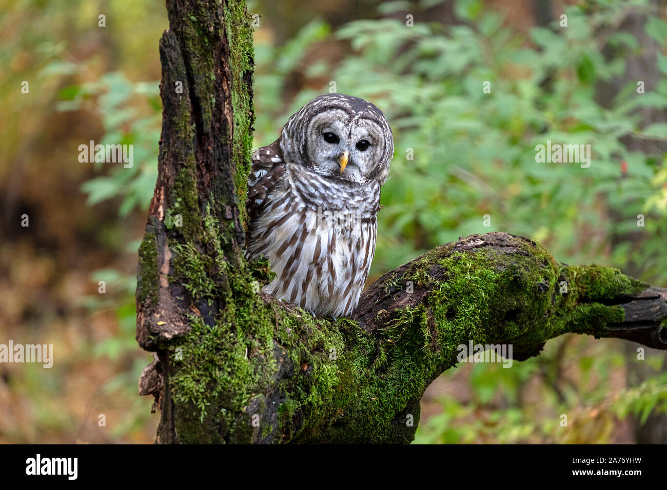 Barred Owl (Strix varia) sitting in dead tree, E N America, by James D Coppinger/Dembinsky Photo Assoc Stock Photo