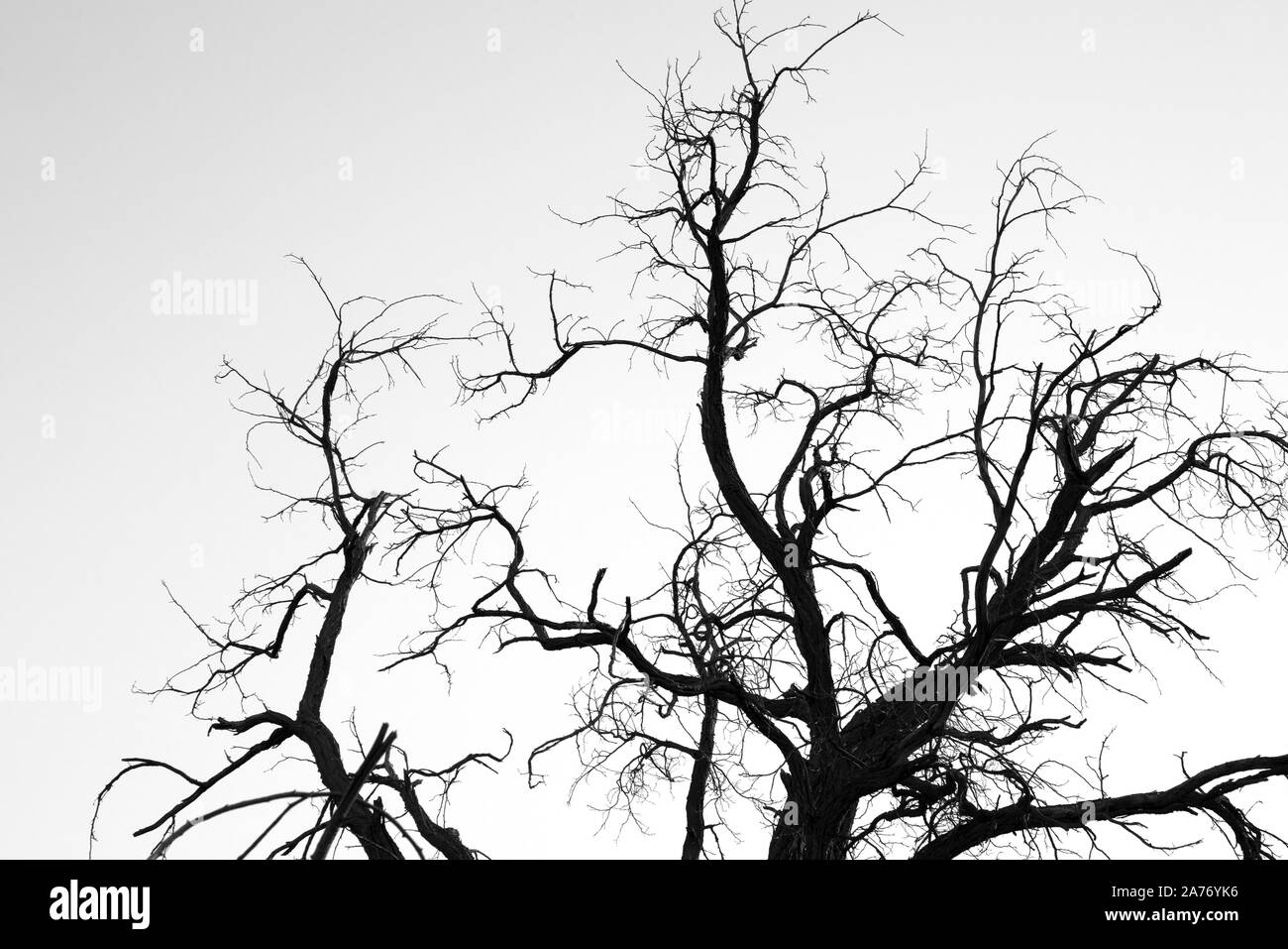 Dead cottonwood tree branches against a white background Stock Photo