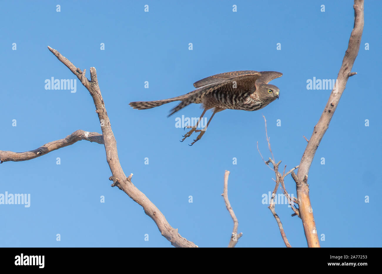 A Brown Goshawk caught as it launched itself from the top of a tree against a clear blue sky Stock Photo