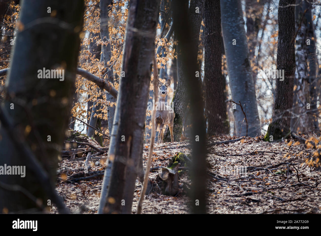 Female doe roe deer species hi-res stock photography and images - Alamy