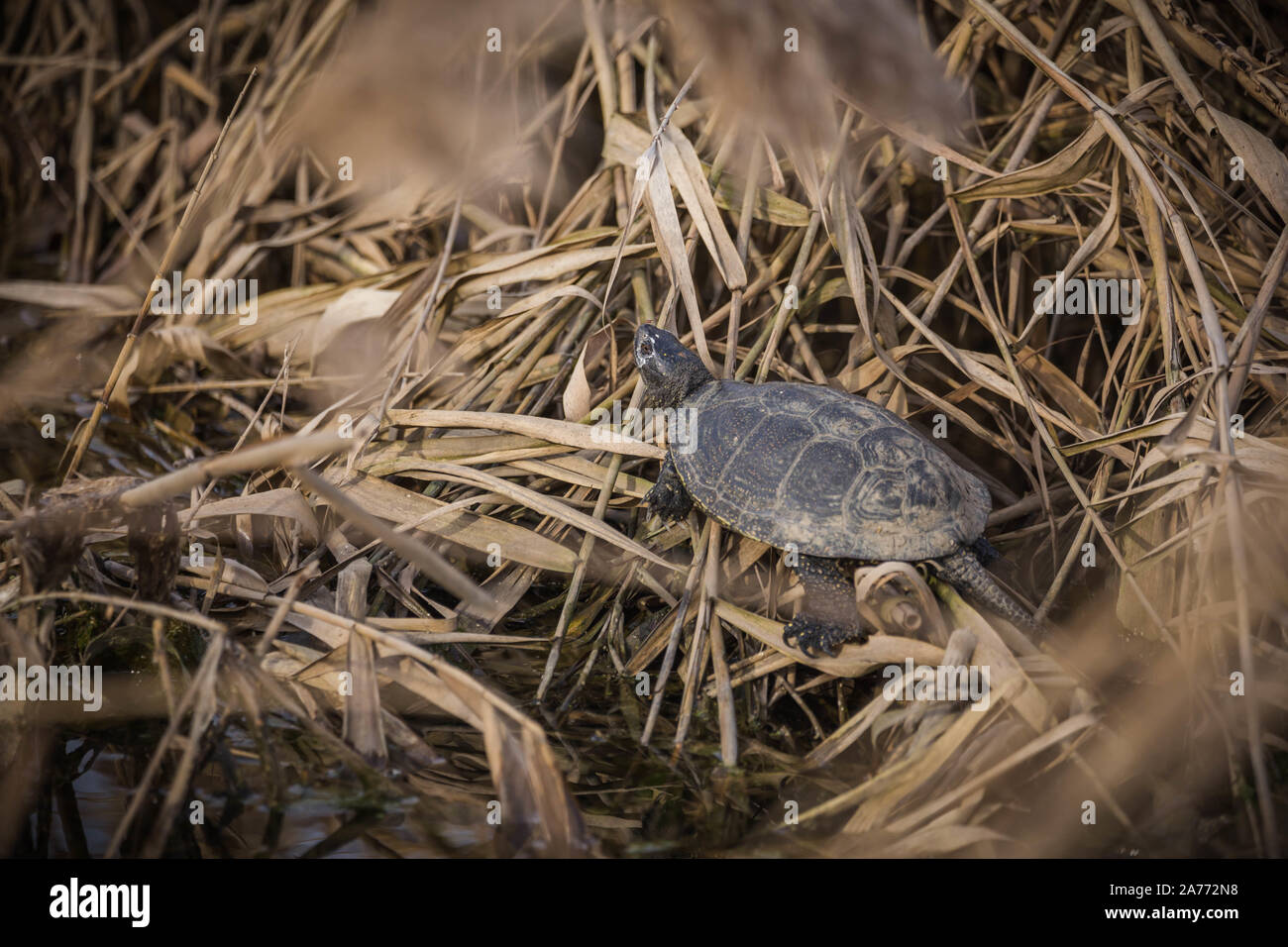 The European pond turtle (Emys orbicularis), also called commonly the ...