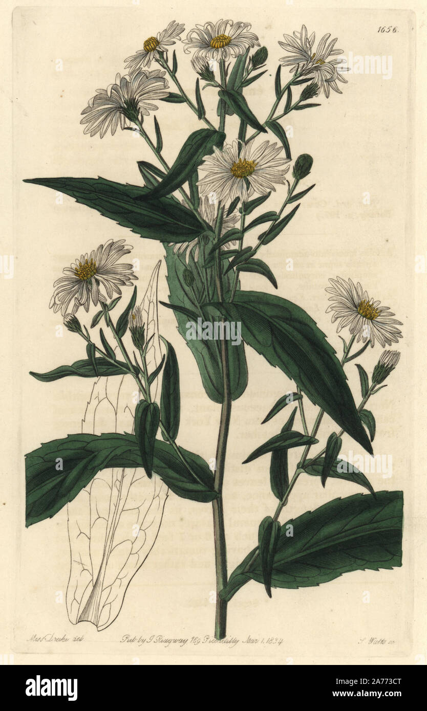 New York aster, Symphyotrichum novi-belgii (Pure white lofty aster, Aster eminens var. virgineus). Native to North America. Handcoloured copperplate engraving by S. Watts after an illustration by Miss Drake from Sydenham Edwards' 'The Botanical Register,' London, Ridgway, 1834. Sarah Anne Drake (1803-1857) drew over 1,300 plates for the botanist John Lindley, including many orchids. Stock Photo