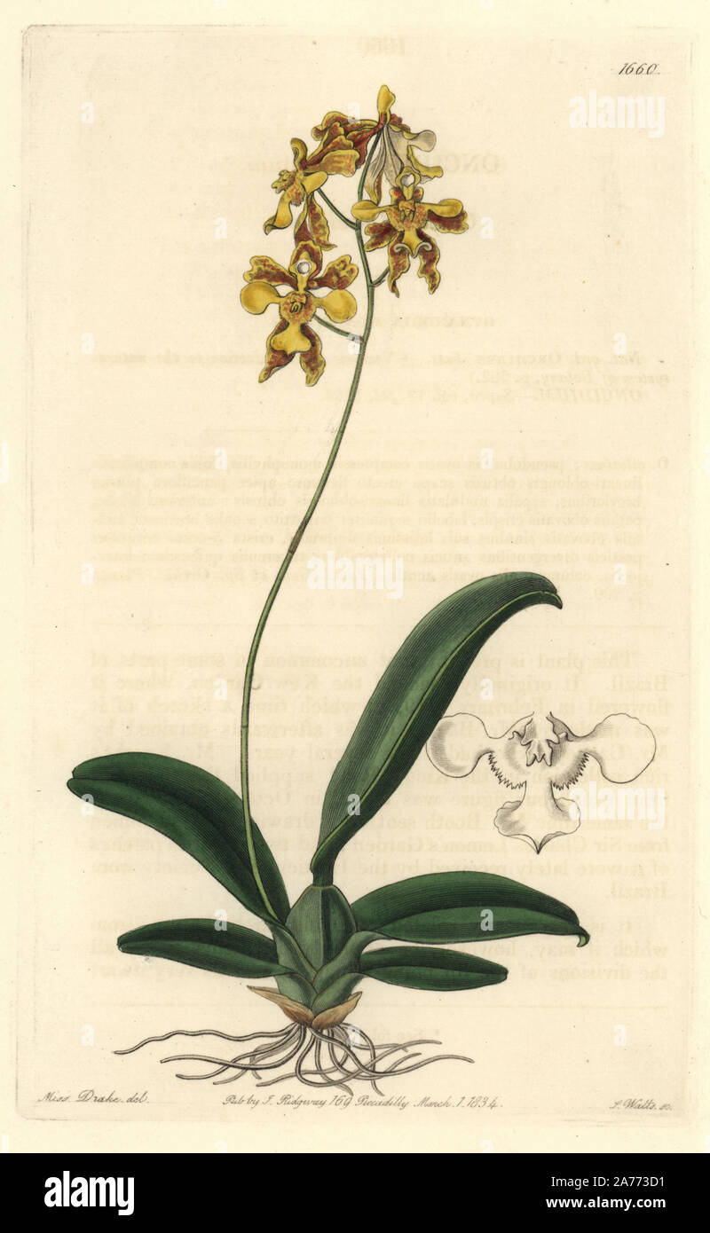 Ciliated oncidium orchid, Oncidium ciliatum. Native to Brazil. Handcoloured copperplate engraving by S. Watts after an illustration by Miss Drake from Sydenham Edwards' 'The Botanical Register,' London, Ridgway, 1834. Sarah Anne Drake (1803-1857) drew over 1,300 plates for the botanist John Lindley, including many orchids. Stock Photo