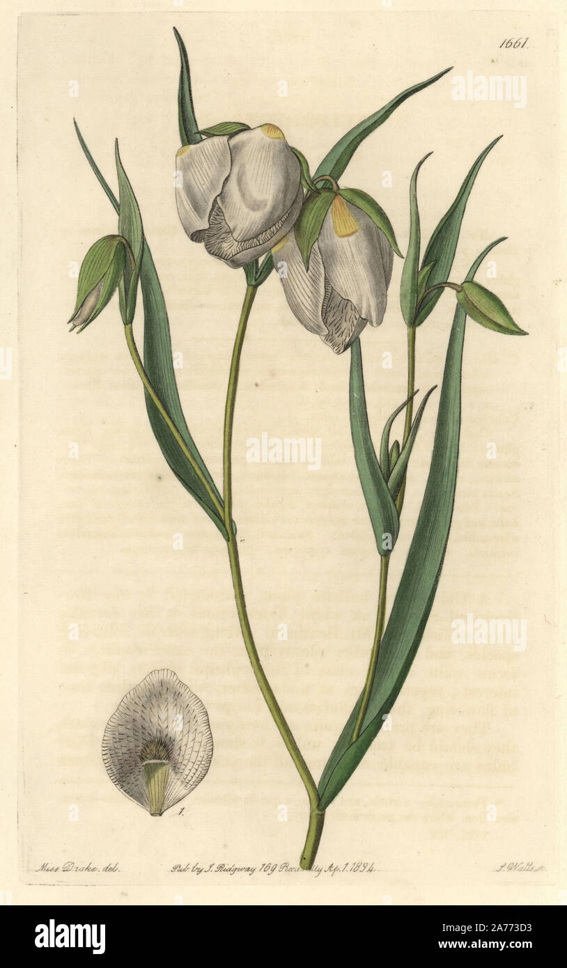 Globe Lily Calochortus Albus White Cyclobothra Cyclobothra Alba Native To California Handcoloured Copperplate Engraving By S Watts After An Illustration By Miss Drake From Sydenham Edwards The Botanical Register London Ridgway 1834