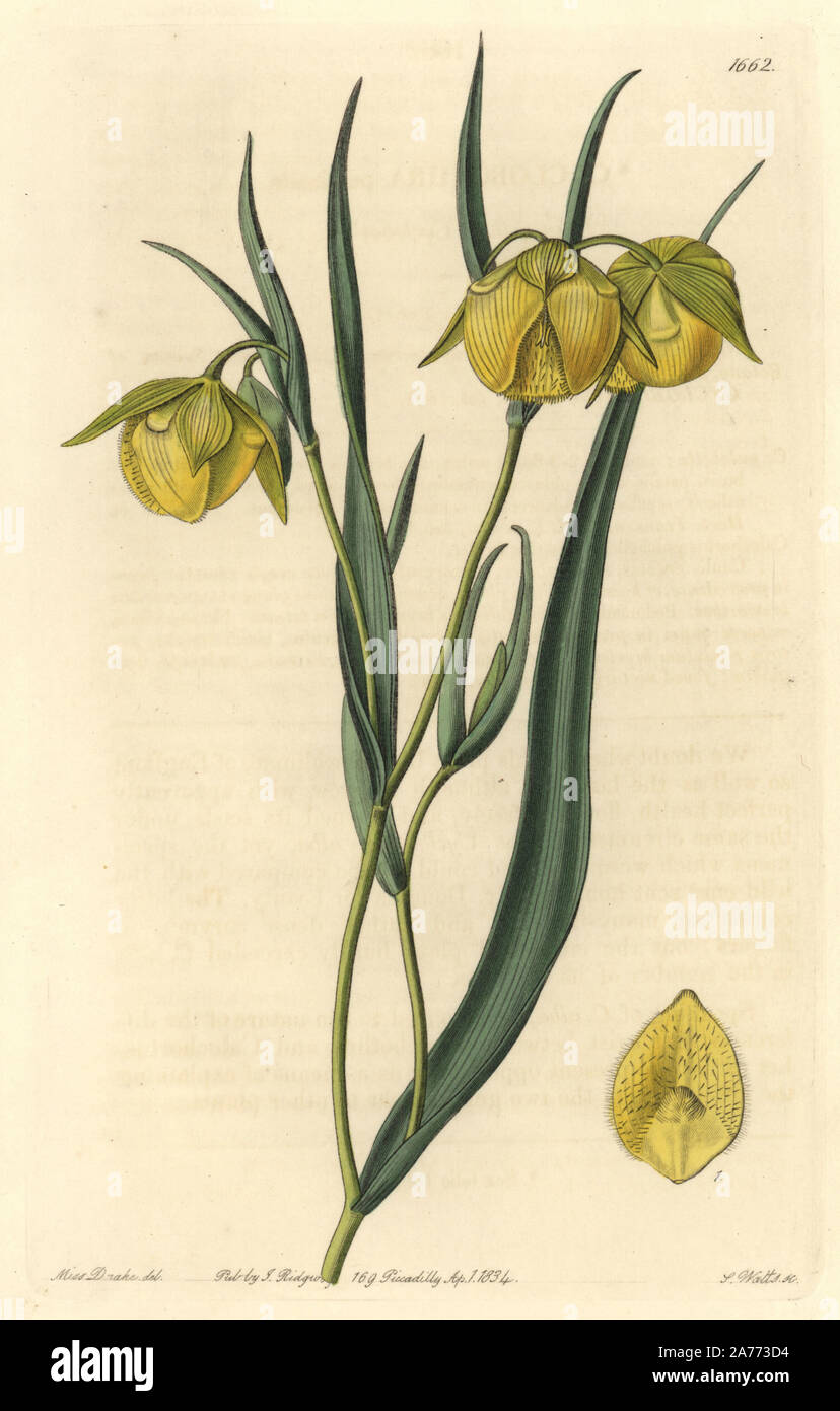 Mt. Diablo fairy-lantern, Calochortus pulchellus (Deep-yellow cyclobothra, Cyclobothra pulchella). Native to California. Handcoloured copperplate engraving by S. Watts after an illustration by Miss Drake from Sydenham Edwards' 'The Botanical Register,' London, Ridgway, 1834. Sarah Anne Drake (1803-1857) drew over 1,300 plates for the botanist John Lindley, including many orchids. Stock Photo