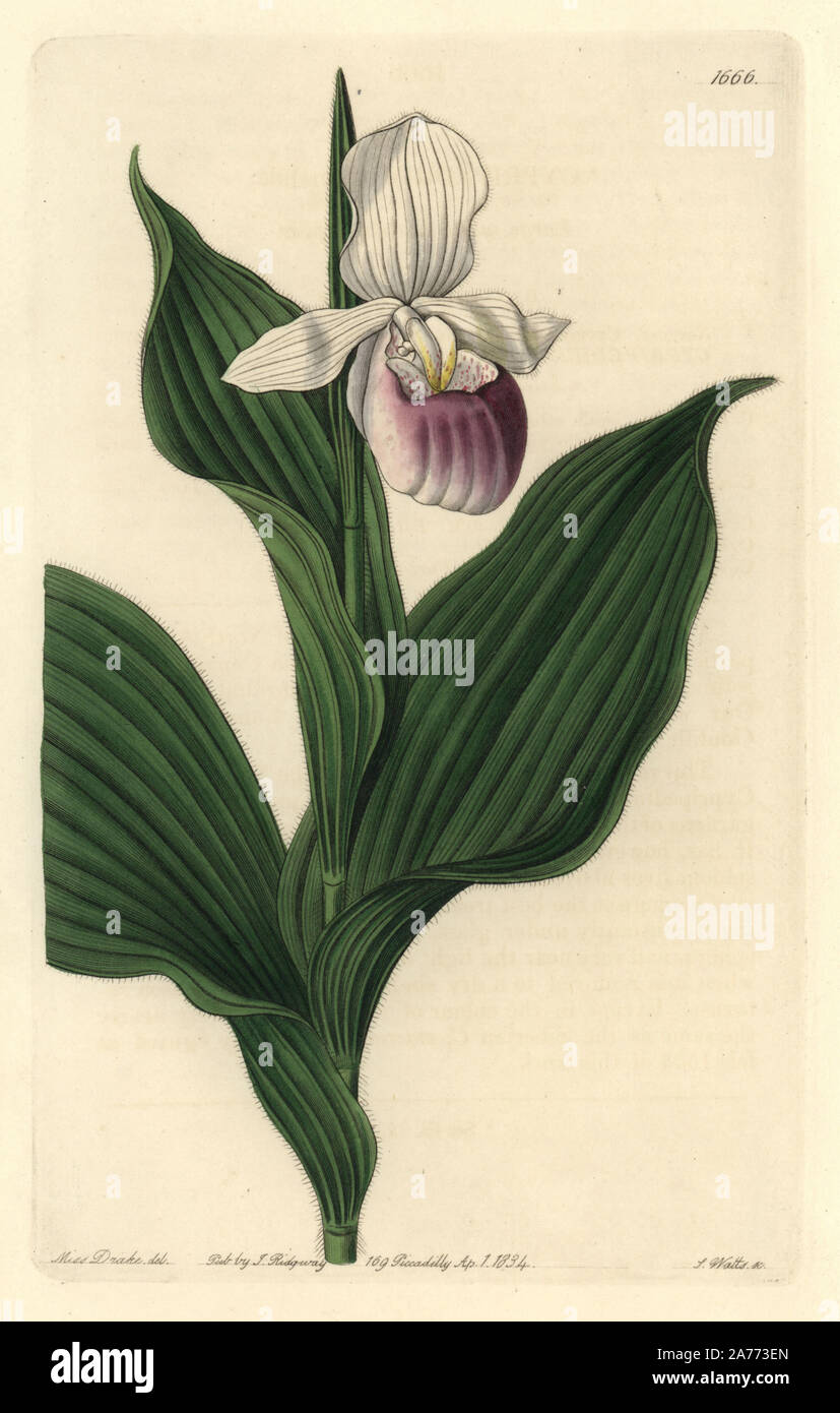 Showy lady's-slipper orchid, Cypripedium reginae (Large white lady's slipper, Cypripedium spectabile). Native to North America. Handcoloured copperplate engraving by S. Watts after an illustration by Miss Drake from Sydenham Edwards' 'The Botanical Register,' London, Ridgway, 1834. Sarah Anne Drake (1803-1857) drew over 1,300 plates for the botanist John Lindley, including many orchids. Stock Photo