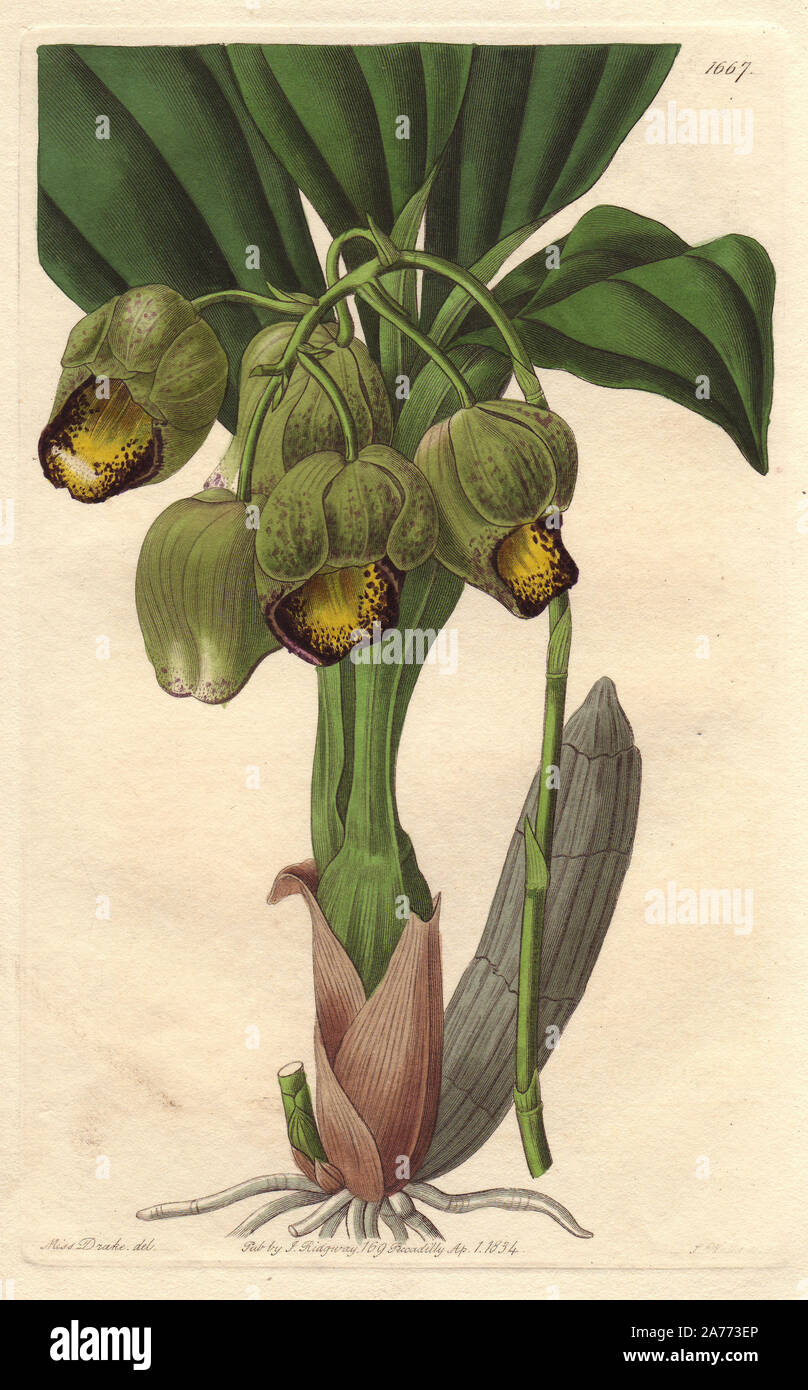 Lurid or pale yellow catasetum orchid, Catasetum luridum. Native to Bahia, Brazil. Handcoloured copperplate engraving by S. Watts after an illustration by Miss Drake from Sydenham Edwards' 'The Botanical Register,' London, Ridgway, 1834. Sarah Anne Drake (1803-1857) drew over 1,300 plates for the botanist John Lindley, including many orchids. Stock Photo