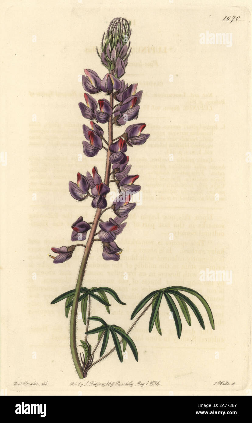 Fine-leaved lupin, Lupinus leptophyllus. Handcoloured copperplate engraving by S. Watts after an illustration by Miss Drake from Sydenham Edwards' 'The Botanical Register,' London, Ridgway, 1834. Sarah Anne Drake (1803-1857) drew over 1,300 plates for the botanist John Lindley, including many orchids. Stock Photo