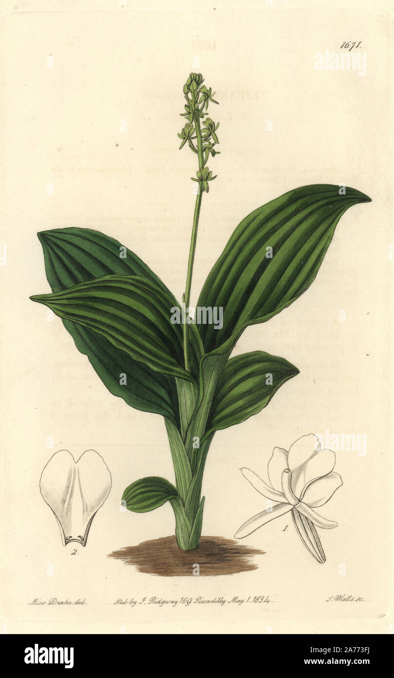 Sierra Leone liparis orchid, Liparis nervosa subsp. nervosa (Liparis guineensis). Handcoloured copperplate engraving by S. Watts after an illustration by Miss Drake from Sydenham Edwards' 'The Botanical Register,' London, Ridgway, 1834. Sarah Anne Drake (1803-1857) drew over 1,300 plates for the botanist John Lindley, including many orchids. Stock Photo