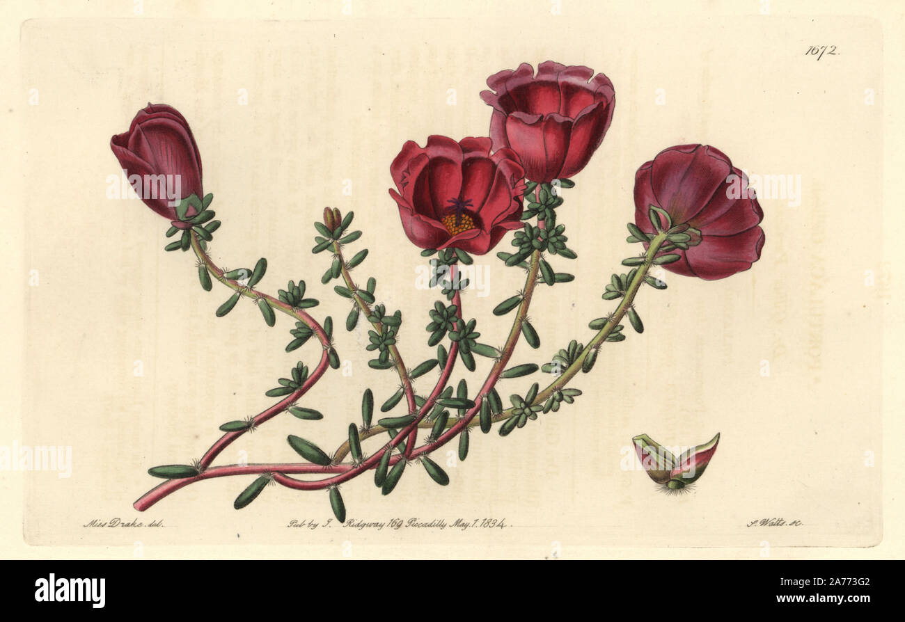 Moss-rose purslane, Portulaca grandiflora (Dr. Gillies' purslane, Portulaca gilliesii). Native to Chile. Handcoloured copperplate engraving by S. Watts after an illustration by Miss Drake from Sydenham Edwards' 'The Botanical Register,' London, Ridgway, 1834. Sarah Anne Drake (1803-1857) drew over 1,300 plates for the botanist John Lindley, including many orchids. Stock Photo