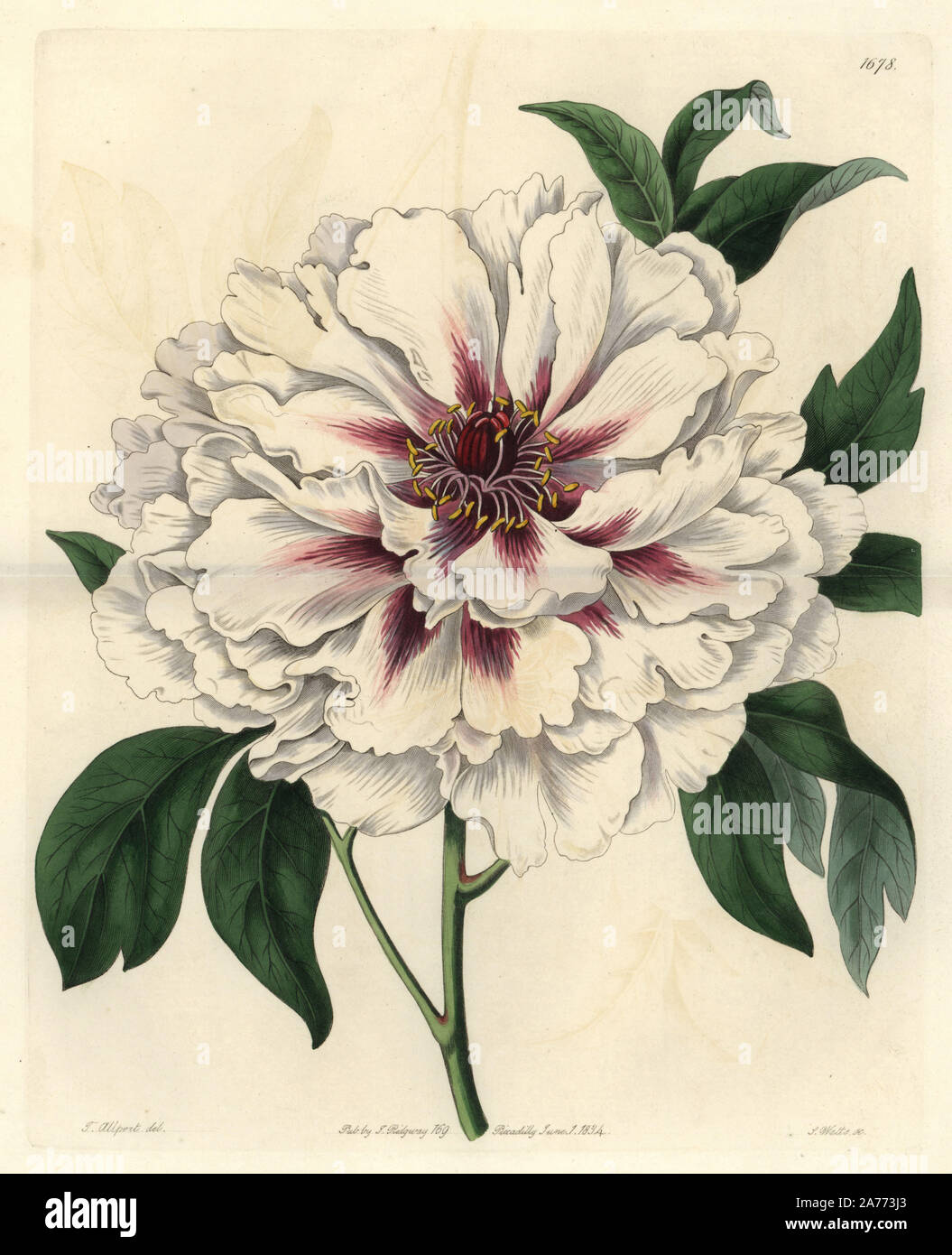 Double-white tree peony, Paeonia moutan albida plena. Handcoloured copperplate engraving by S. Watts after an illustration by Thomas Allport from Sydenham Edwards' 'The Botanical Register,' London, Ridgway, 1834. Allport (1804-1879) was a miniature painter, botanical artist, and drawing instructor. Stock Photo