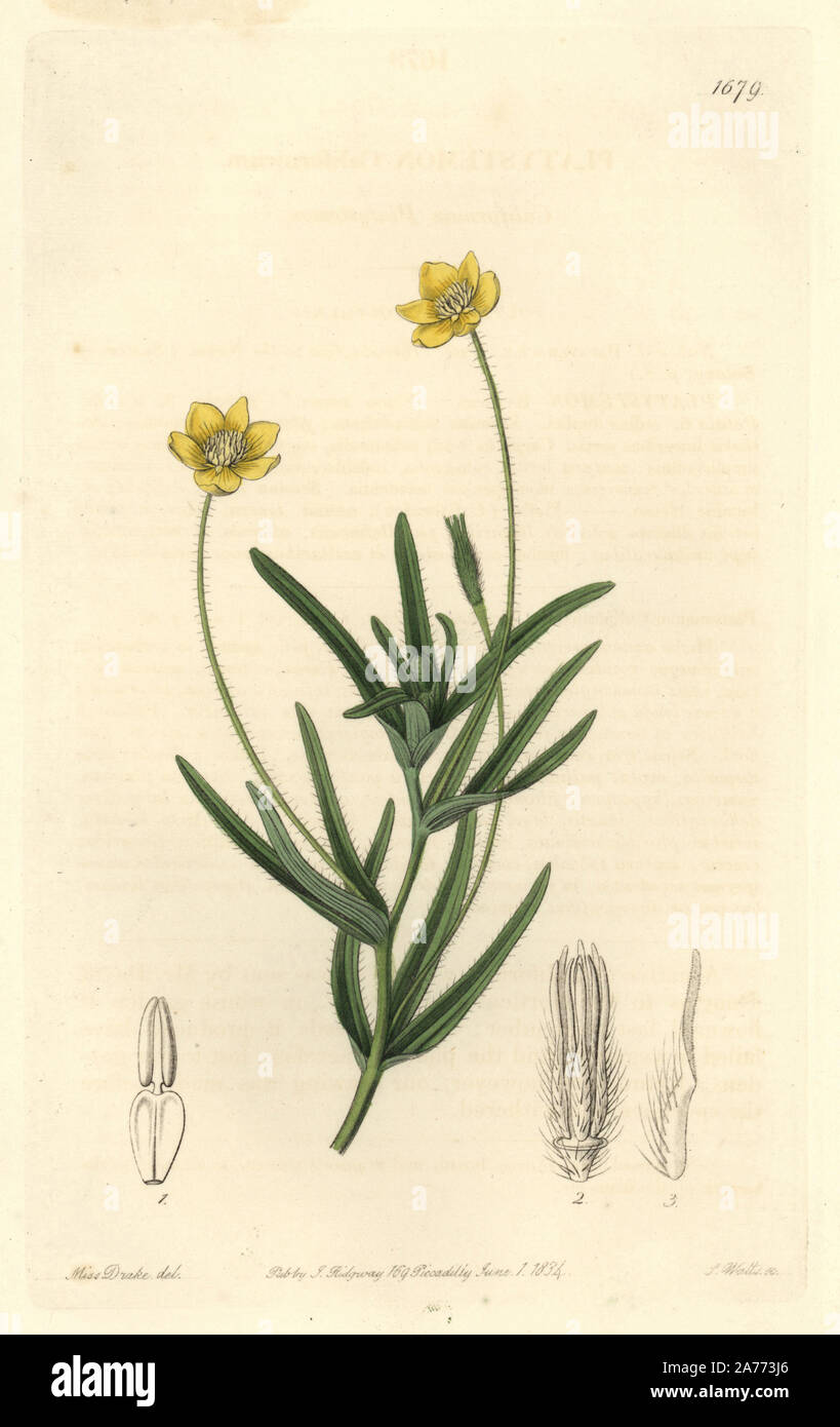Californian platystemon or creamcups, Platystemon californicum. Handcoloured copperplate engraving by S. Watts after an illustration by Miss Drake from Sydenham Edwards' 'The Botanical Register,' London, Ridgway, 1834. Sarah Anne Drake (1803-1857) drew over 1,300 plates for the botanist John Lindley, including many orchids. Stock Photo