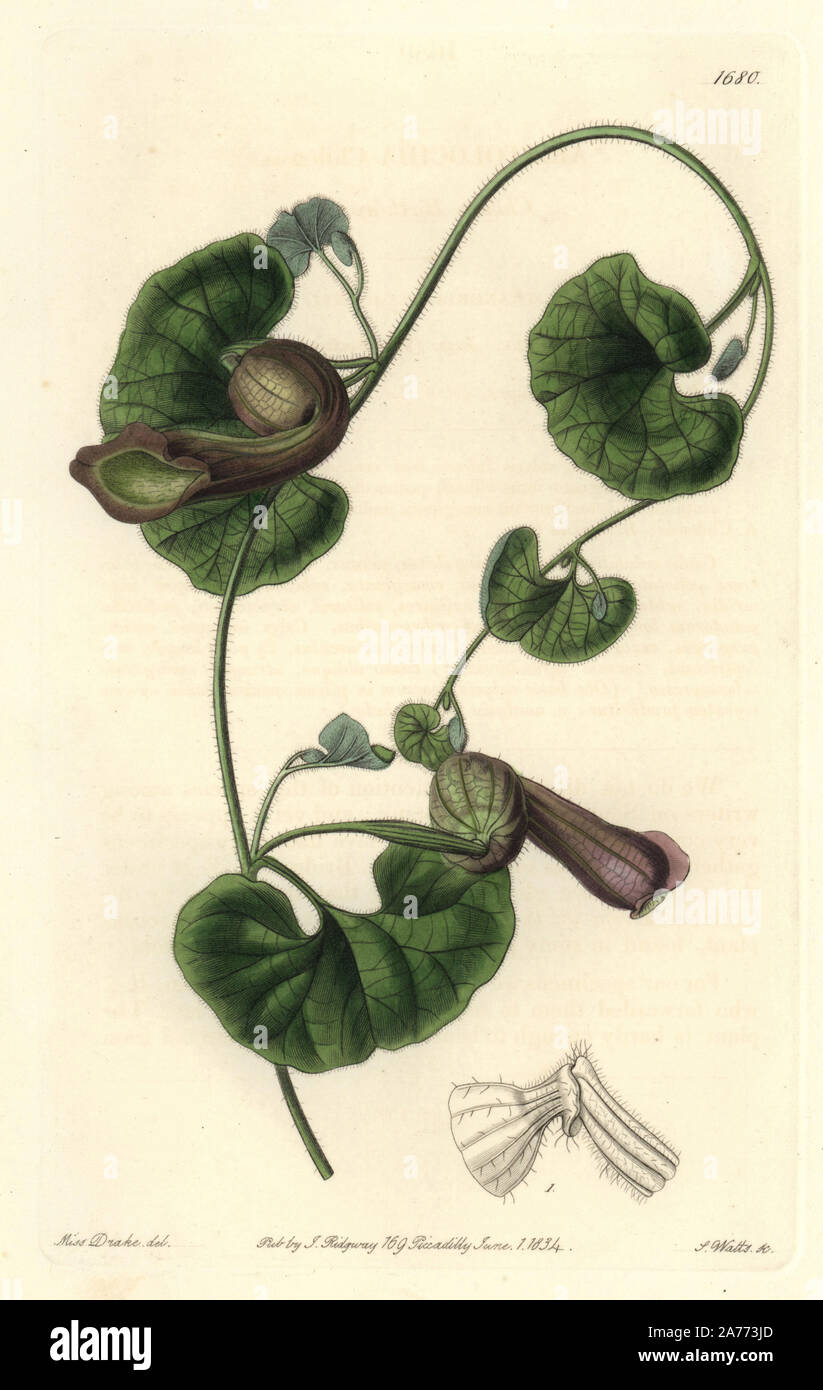 Chilean birthwort, Aristolochia chilensis. Handcoloured copperplate engraving by S. Watts after an illustration by Miss Drake from Sydenham Edwards' 'The Botanical Register,' London, Ridgway, 1834. Sarah Anne Drake (1803-1857) drew over 1,300 plates for the botanist John Lindley, including many orchids. Stock Photo