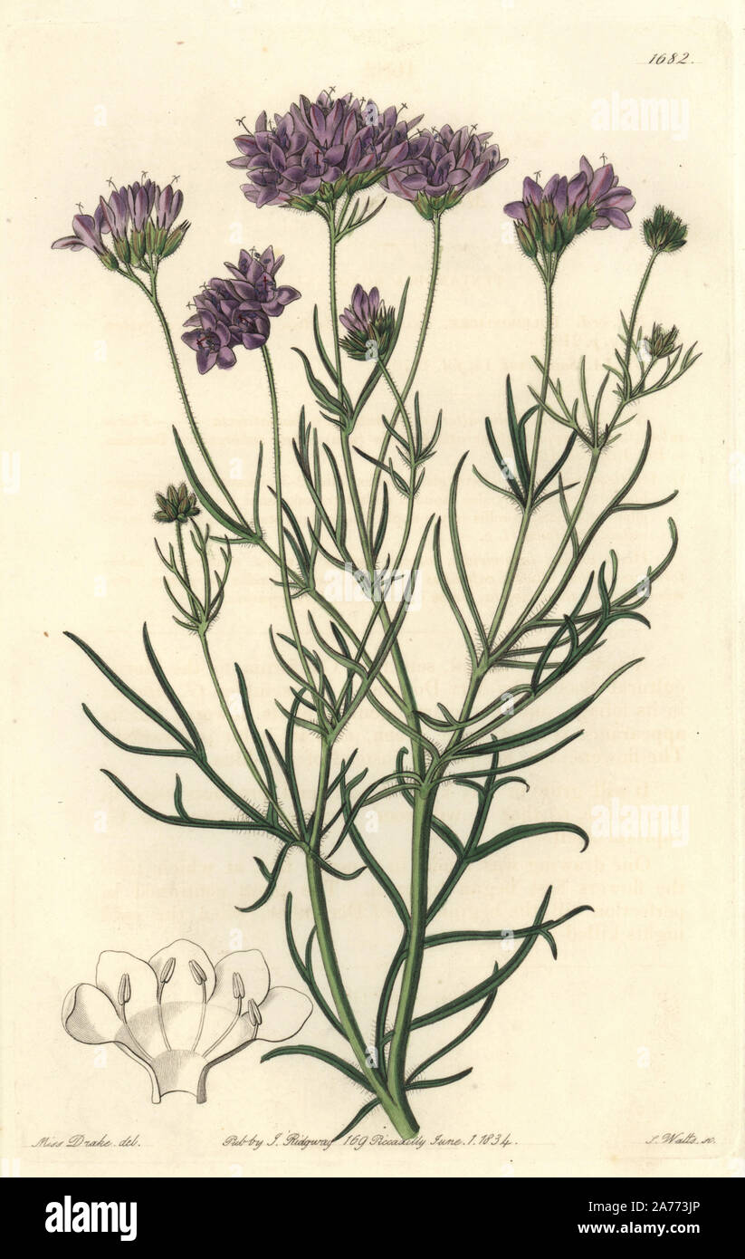 Milfoil-leaved or California gilia, Gilia achilleaefolia. Handcoloured copperplate engraving by S. Watts after an illustration by Miss Drake from Sydenham Edwards' 'The Botanical Register,' London, Ridgway, 1834. Sarah Anne Drake (1803-1857) drew over 1,300 plates for the botanist John Lindley, including many orchids. Stock Photo