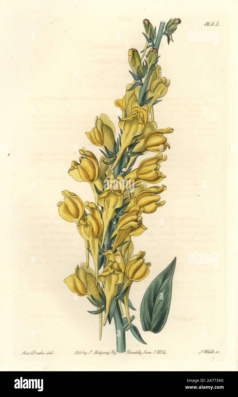 Dalmatian toadflax, Linaria dalmatica. Handcoloured copperplate engraving by S. Watts after an illustration by Miss Drake from Sydenham Edwards' 'The Botanical Register,' London, Ridgway, 1834. Sarah Anne Drake (1803-1857) drew over 1,300 plates for the botanist John Lindley, including many orchids. Stock Photo