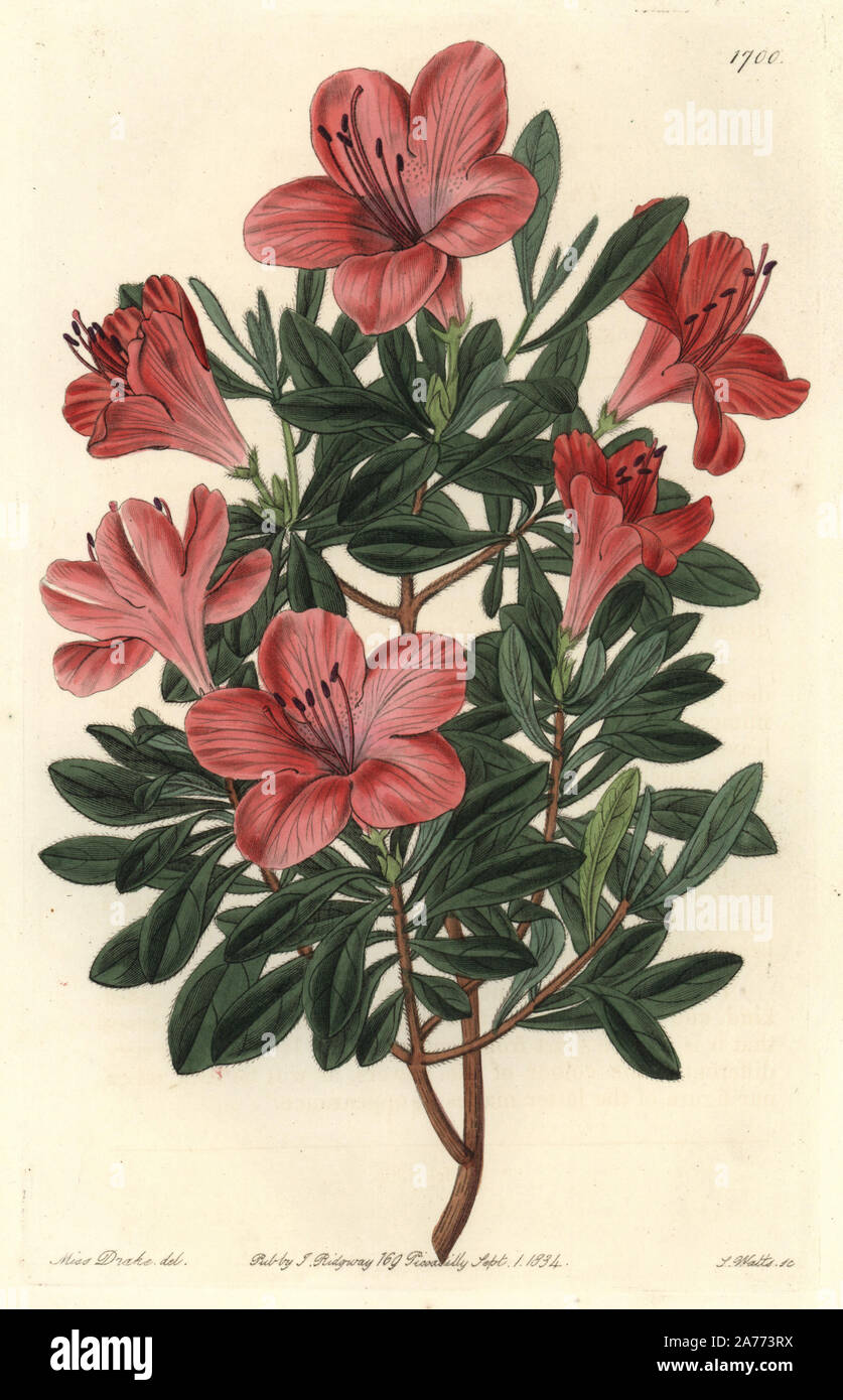 Azalea indica lateritia hi-res stock photography and images - Alamy