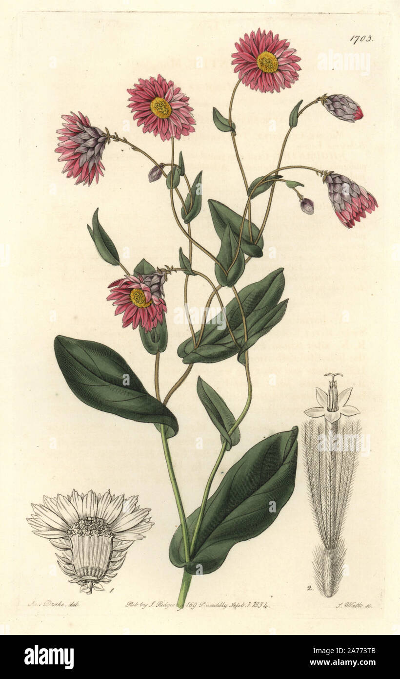 Captain Mangles' rhodanthe or pink sunray, Rhodanthe manglesii. Native to Australia. Handcoloured copperplate engraving by S. Watts after an illustration by Miss Drake from Sydenham Edwards' 'The Botanical Register,' London, Ridgway, 1834. Sarah Anne Drake (1803-1857) drew over 1,300 plates for the botanist John Lindley, including many orchids. Stock Photo