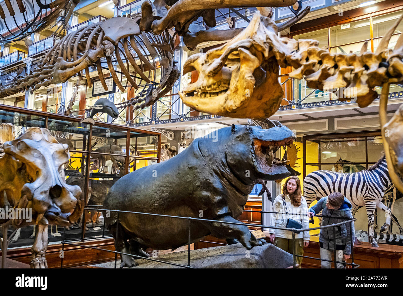 Natural History Museum National Museum Of Ireland Dublin Ireland Stock Photo Alamy