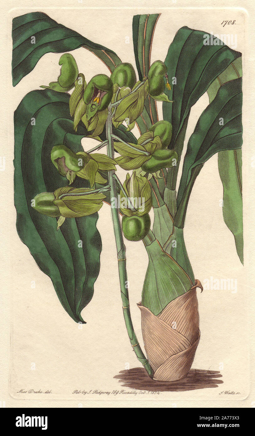 One-colored catasetum orchid, Catasetum purum (Half-open catasetum, Catasetum semiapertum). Native to Brazil. Handcoloured copperplate engraving by S. Watts after an illustration by Miss Drake from Sydenham Edwards' 'The Botanical Register,' London, Ridgway, 1834. Sarah Anne Drake (1803-1857) drew over 1,300 plates for the botanist John Lindley, including many orchids. Stock Photo