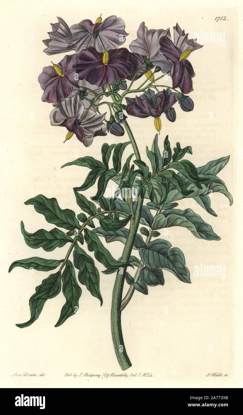 Tuberless solanum, Solanum etuberosum. Native to Chile. Handcoloured copperplate engraving by S. Watts after an illustration by Miss Drake from Sydenham Edwards' 'The Botanical Register,' London, Ridgway, 1834. Sarah Anne Drake (1803-1857) drew over 1,300 plates for the botanist John Lindley, including many orchids. Stock Photo