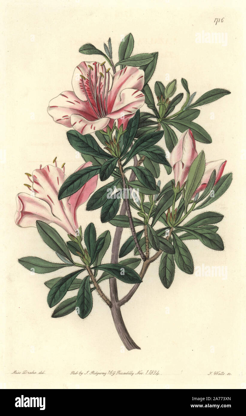 Variegated azalea, Rhododendron indicum Sweet var. variegata (Variegated Chinese azalea, Azalea indica variegata). Handcoloured copperplate engraving by S. Watts after an illustration by Miss Drake from Sydenham Edwards' 'The Botanical Register,' London, Ridgway, 1834. Sarah Anne Drake (1803-1857) drew over 1,300 plates for the botanist John Lindley, including many orchids. Stock Photo