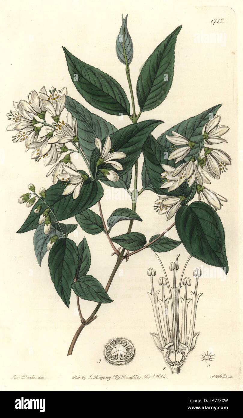 Rough-leaved deutzia, Deutzia scabra. Native to Japan. Handcoloured copperplate engraving by S. Watts after an illustration by Miss Drake from Sydenham Edwards' 'The Botanical Register,' London, Ridgway, 1834. Sarah Anne Drake (1803-1857) drew over 1,300 plates for the botanist John Lindley, including many orchids. Stock Photo