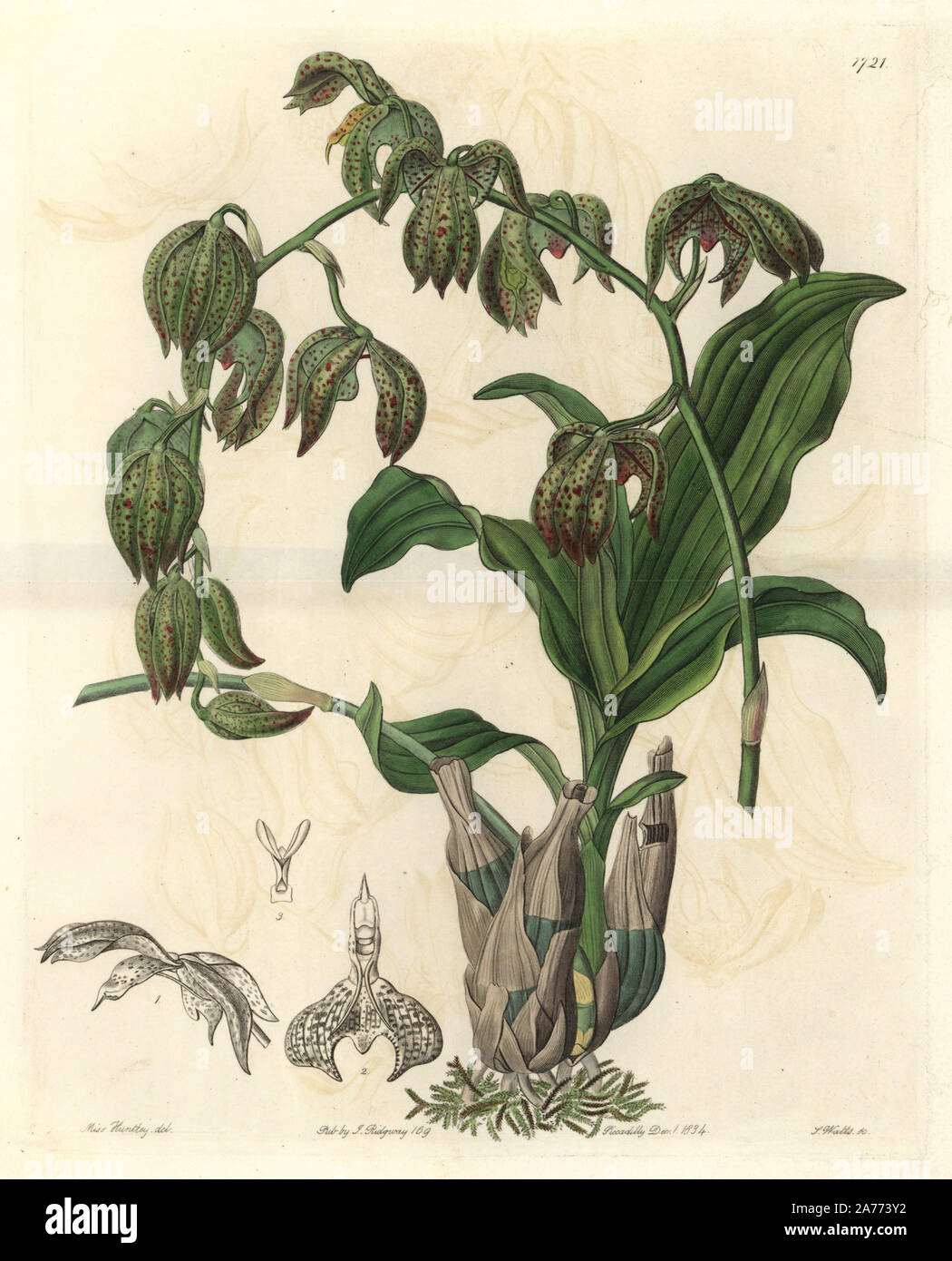 Nodding catasetum orchid, Catasetum cernuum (Drooping flywort orchid, Myanthus cernuus). Native to Brazil. Handcoloured copperplate engraving by S. Watts after an illustration by Miss M.A. Huntley from Sydenham Edwards' 'The Botanical Register,' London, Ridgway, 1834. Stock Photo