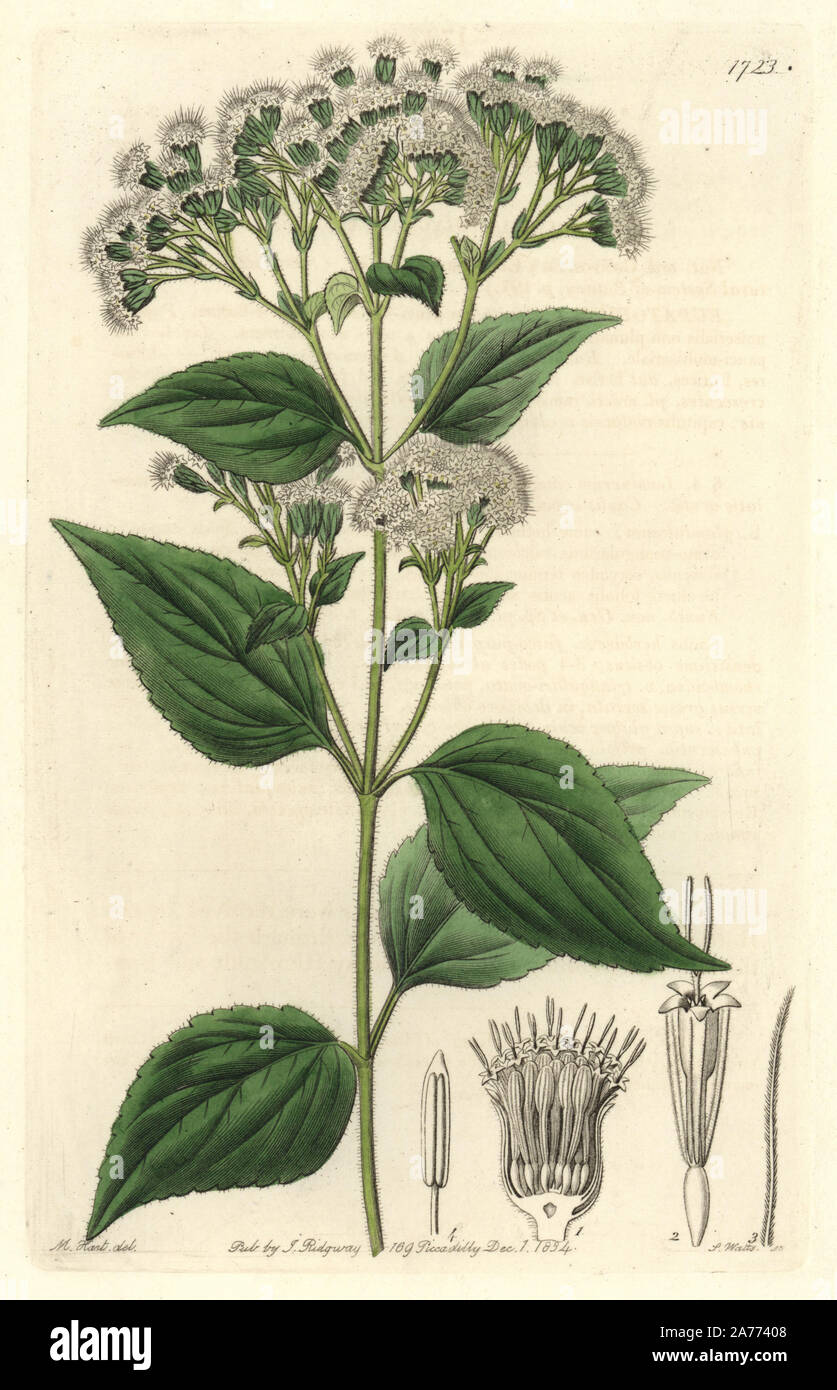 Eupatory, Ageratina adenophora (Glandular eupatorium, Eupatorium glandulosum). Native to Mexico. Handcoloured copperplate engraving by S. Watts after an illustration by M. Hart from Sydenham Edwards' 'The Botanical Register,' London, Ridgway, 1834. Stock Photo