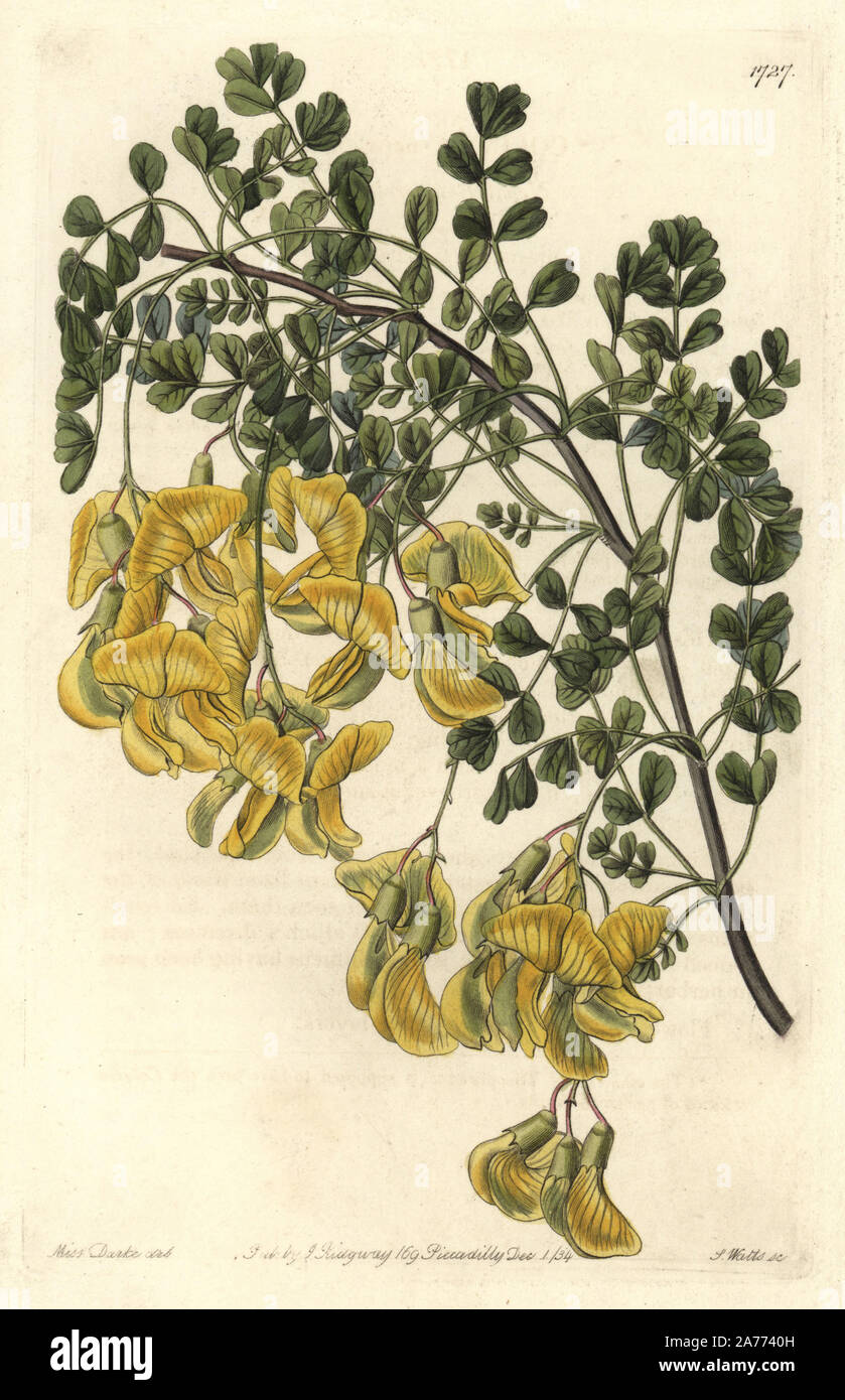 Nepal bladder-senna, Colutea nepalensis. Handcoloured copperplate engraving by S. Watts after an illustration by Miss Drake from Sydenham Edwards' 'The Botanical Register,' London, Ridgway, 1834. Sarah Anne Drake (1803-1857) drew over 1,300 plates for the botanist John Lindley, including many orchids. Stock Photo