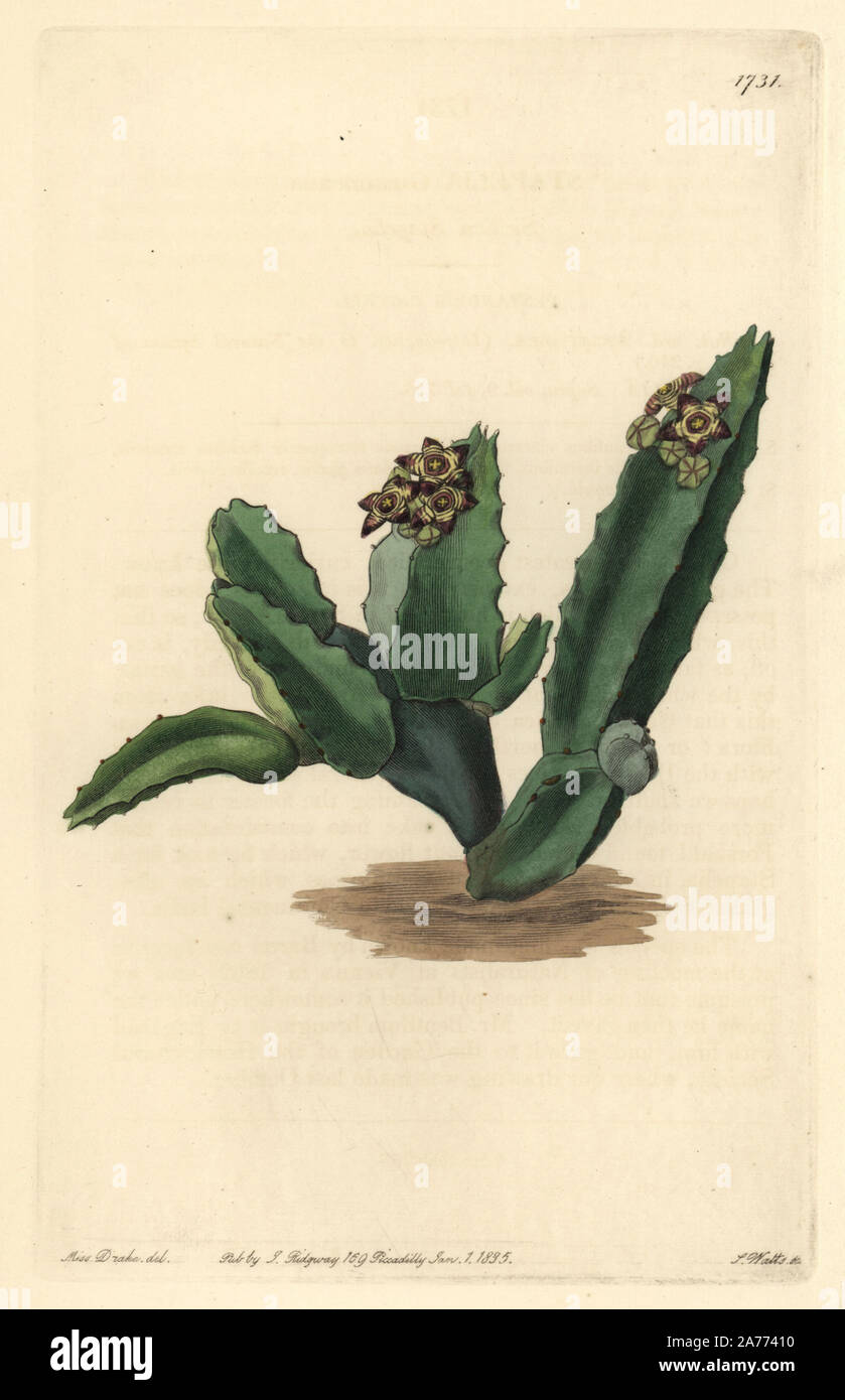 Sicilian stapelia, Caralluma europaea (Stapelia gussoneana). Vulnerable. Native to Sicily. Handcoloured copperplate engraving by S. Watts after an illustration by Miss Drake from Sydenham Edwards' 'The Botanical Register,' London, Ridgway, 1835. Sarah Anne Drake (1803-1857) drew over 1,300 plates for the botanist John Lindley, including many orchids. Stock Photo