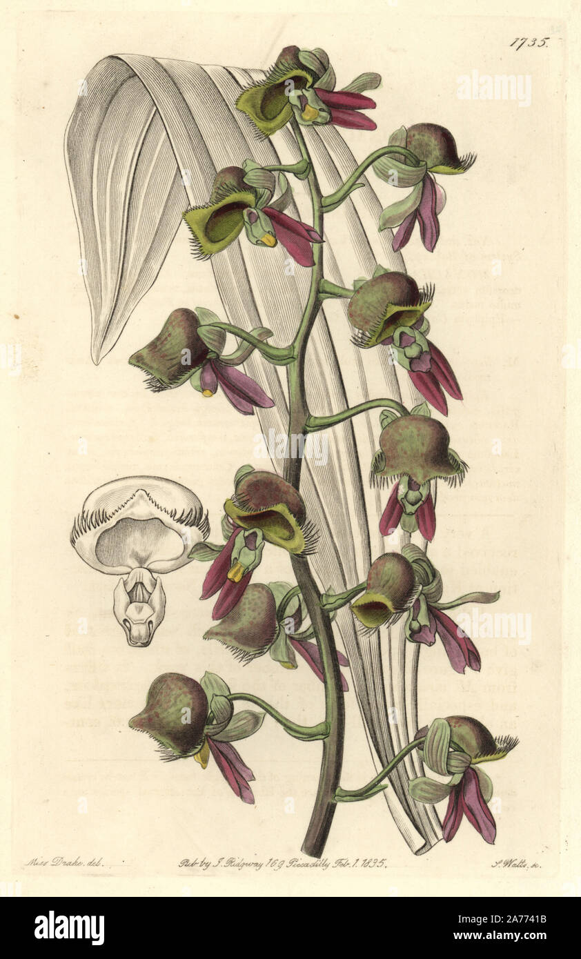 Differently colored catasetum orchid, Catasetum discolor (Dingy monk-flower, Monachanthus discolor). Native to Demerara, Guyana. Handcoloured copperplate engraving by S. Watts after an illustration by Miss Drake from Sydenham Edwards' 'The Botanical Register,' London, Ridgway, 1835. Sarah Anne Drake (1803-1857) drew over 1,300 plates for the botanist John Lindley, including many orchids. Stock Photo