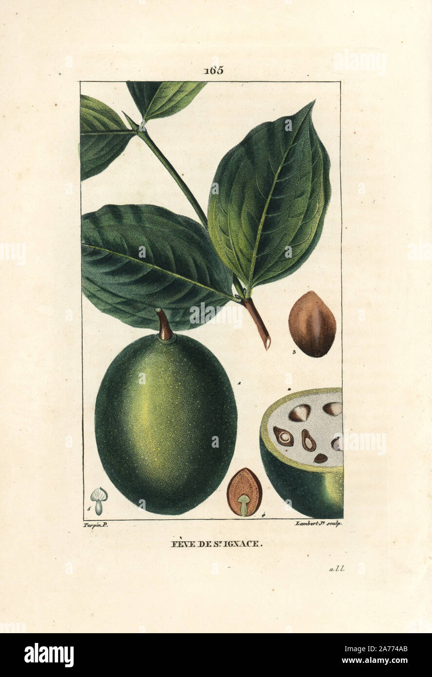 Jesuit's bean or St. Ignatia's bean, Strychnos ignatia, showing fruit and seeds (beans), whole and in section. Handcoloured stipple copperplate engraving by Lambert Junior from a drawing by Pierre Jean-Francois Turpin from Chaumeton, Poiret et Chamberet's 'La Flore Medicale,' Paris, Panckoucke, 1830. Turpin (17751840) was one of the three giants of French botanical art of the era alongside Pierre Joseph Redoute and Pancrace Bessa. Stock Photo