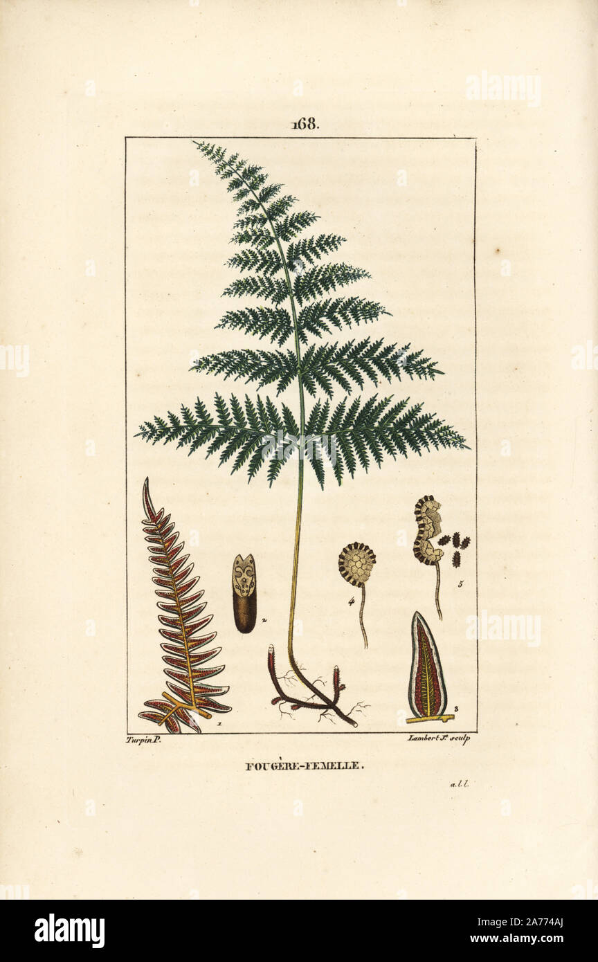 Female fern or bracken, Pteridium aquilinum. Handcoloured stipple copperplate engraving by Lambert Junior from a drawing by Pierre Jean-Francois Turpin from Chaumeton, Poiret et Chamberet's 'La Flore Medicale,' Paris, Panckoucke, 1830. Turpin (17751840) was one of the three giants of French botanical art of the era alongside Pierre Joseph Redoute and Pancrace Bessa. Stock Photo