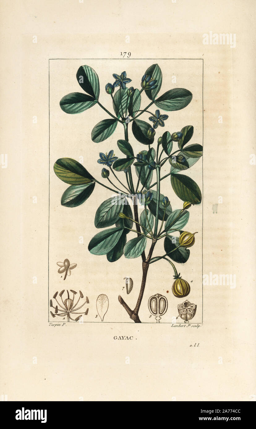Guaiacum, Guajacum officinale. Handcoloured stipple copperplate