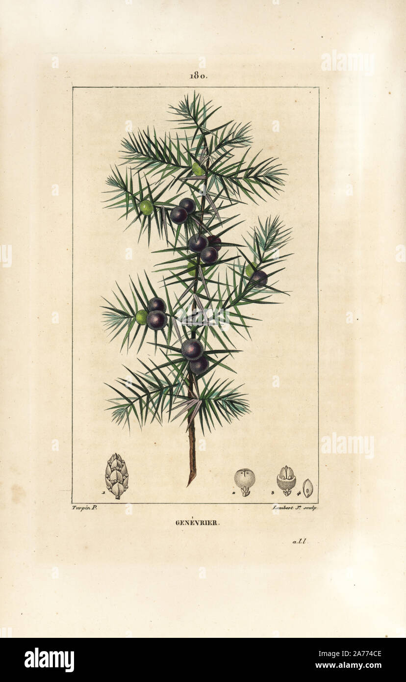 Juniper tree, Juniperus vulgaris, showing leaf, berry and stalk. Handcoloured stipple copperplate engraving by Lambert Junior from a drawing by Pierre Jean-Francois Turpin from Chaumeton, Poiret and Chamberet's 'La Flore Medicale,' Paris, Panckoucke, 1830. Turpin (17751840) was one of the three giants of French botanical art of the era alongside Pierre Joseph Redoute and Pancrace Bessa. Stock Photo