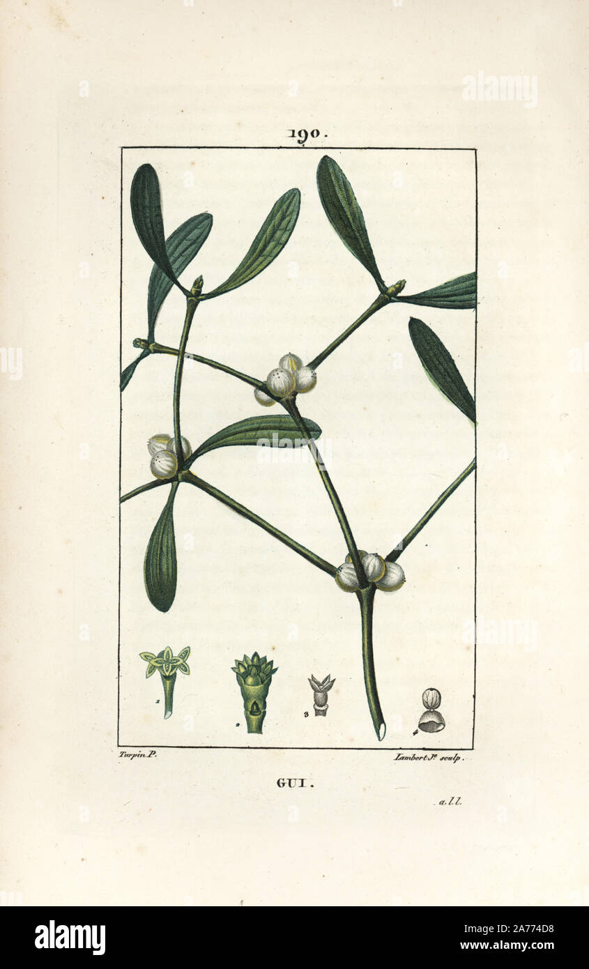 Mistletoe, Viscum album. Handcoloured stipple copperplate engraving by Lambert Junior from a drawing by Pierre Jean-Francois Turpin from Chaumeton, Poiret and Chamberet's 'La Flore Medicale,' Paris, Panckoucke, 1830. Turpin (17751840) was one of the three giants of French botanical art of the era alongside Pierre Joseph Redoute and Pancrace Bessa. Stock Photo
